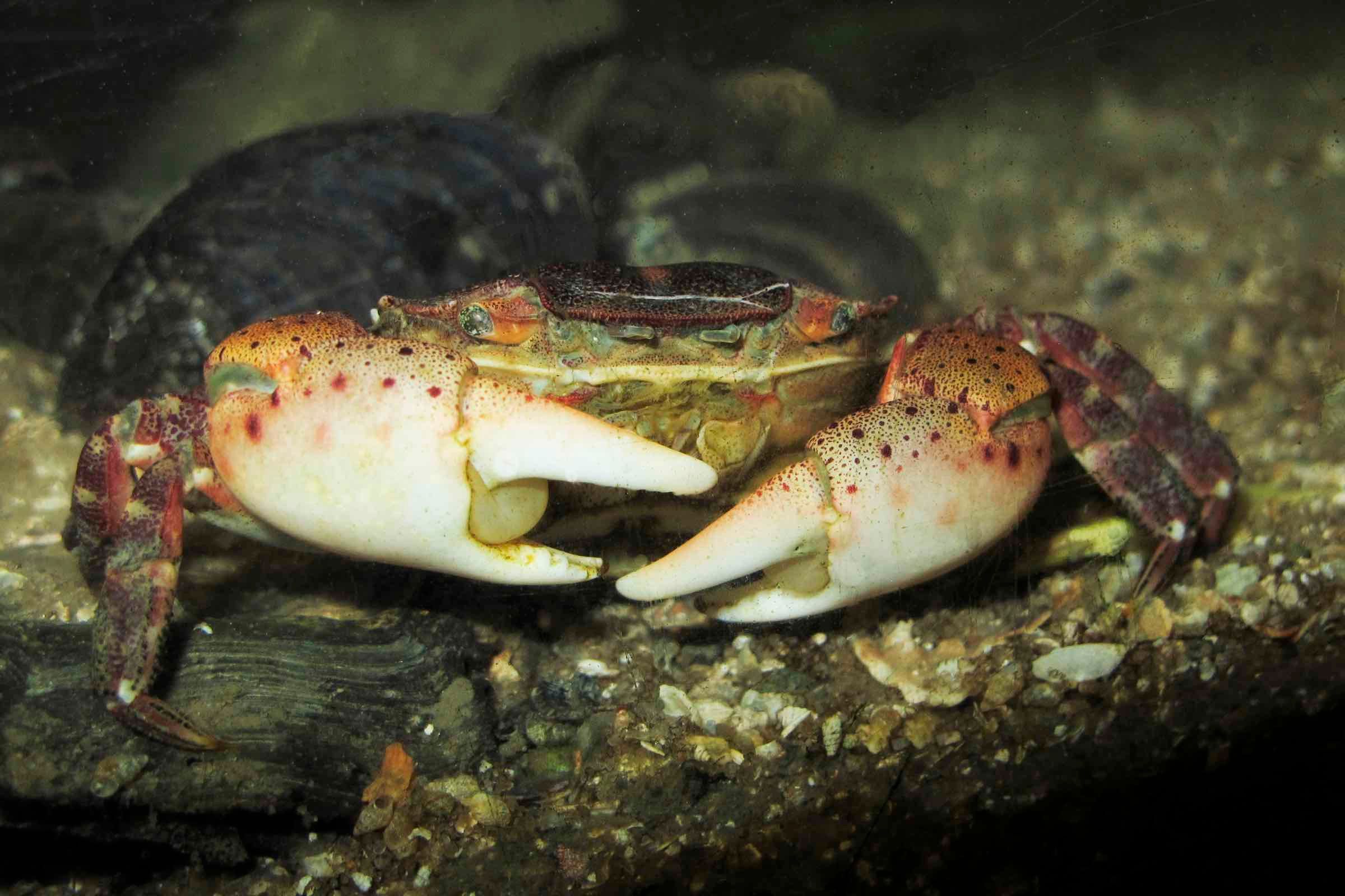 Bei dieser Wattführung zeigen wir Ihnen warum das Wattenmeer so besonders ist und welche Arten in diesem Lebensraum der Extreme überleben können. Natürlich graben wir auch einen Wattwurm aus!