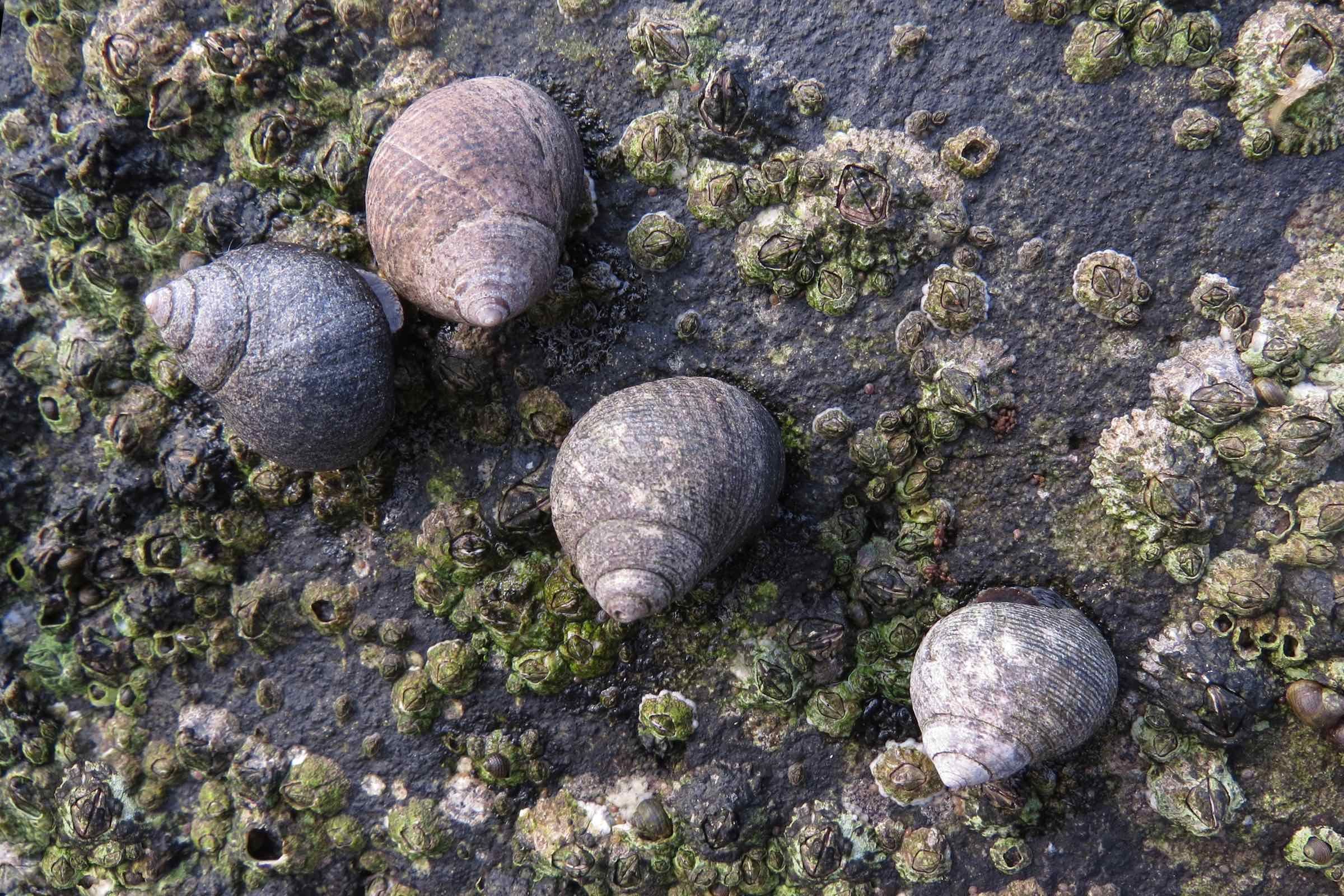 Entdecken Sie mit uns gemeinsam im Schlickwatt, welche Muscheln, Krebse und anderen Tiere im Sand und Schlick leben und wie sie sich dem Wechsel von Ebbe und Flut angepasst haben.