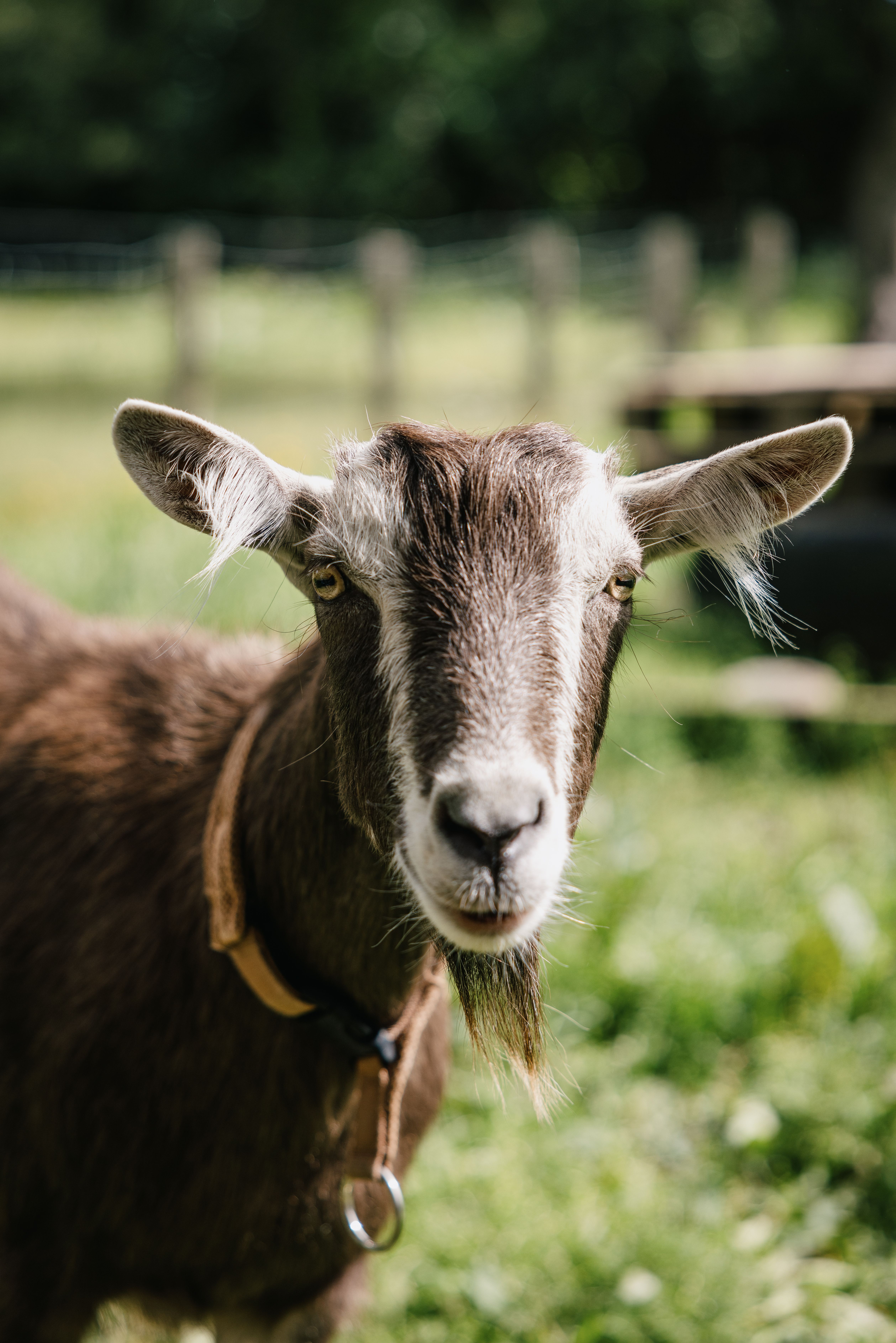 Im Langenberger Forst bei Leck in Nordfriesland werden geführte Ziegentrekkings angeboten
