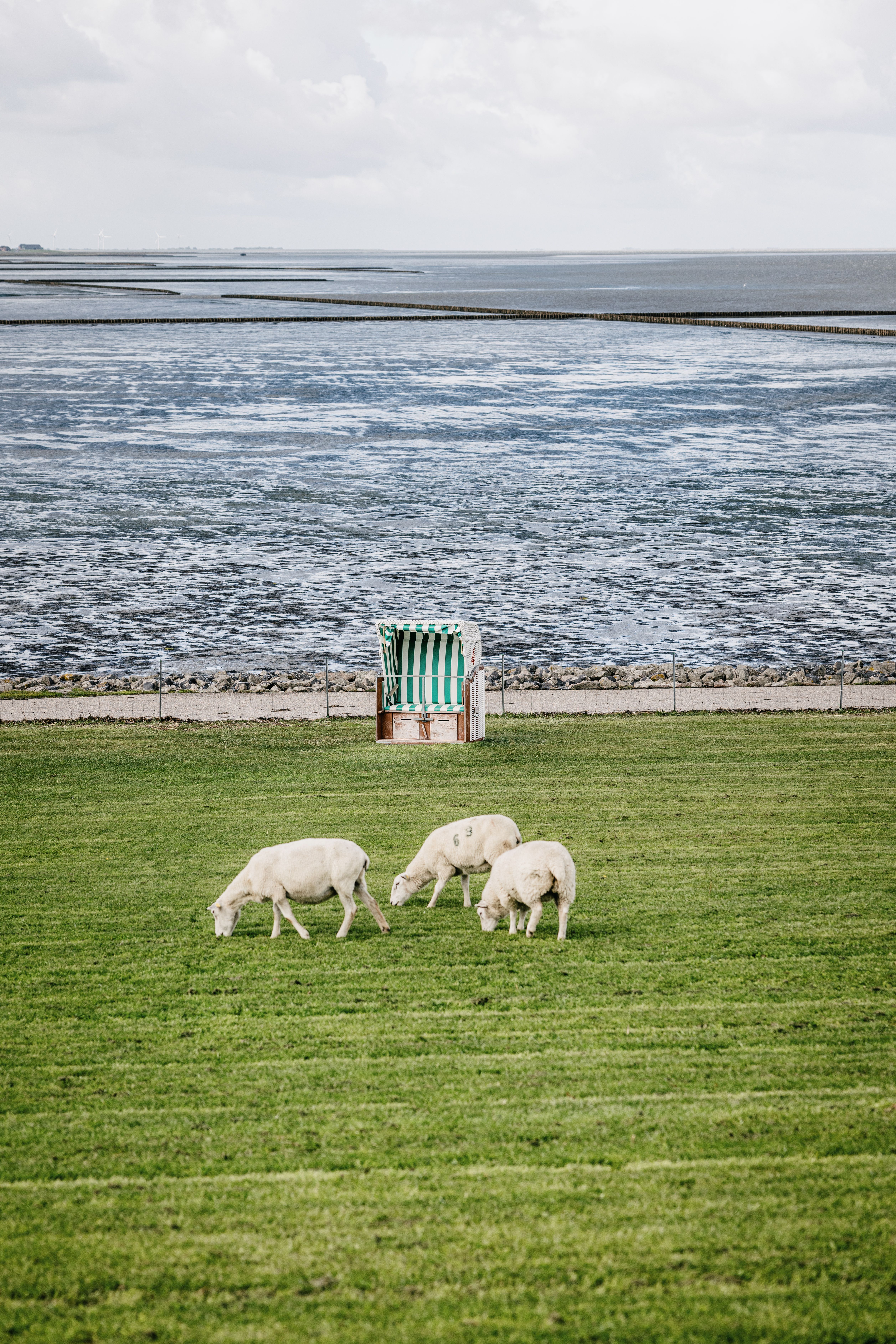 Blick auf den Deich Lüttmoorsiel, wo drei Schafe vor einem Strandkorb grasen