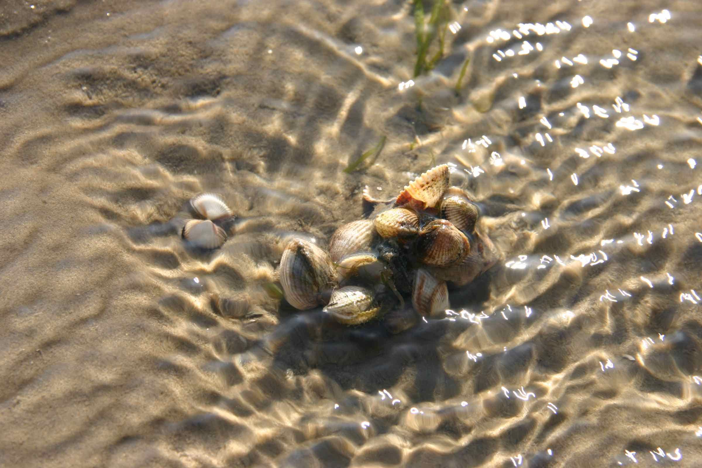 Das Watt ist ein Lebensraum auf den zweiten Blick. Bei dieser Wattwanderung zum großen Priel Norderhever lernen Sie typische Krebse, Schnecken und Muscheln kennen und wir erklären Ebbe und Flut.