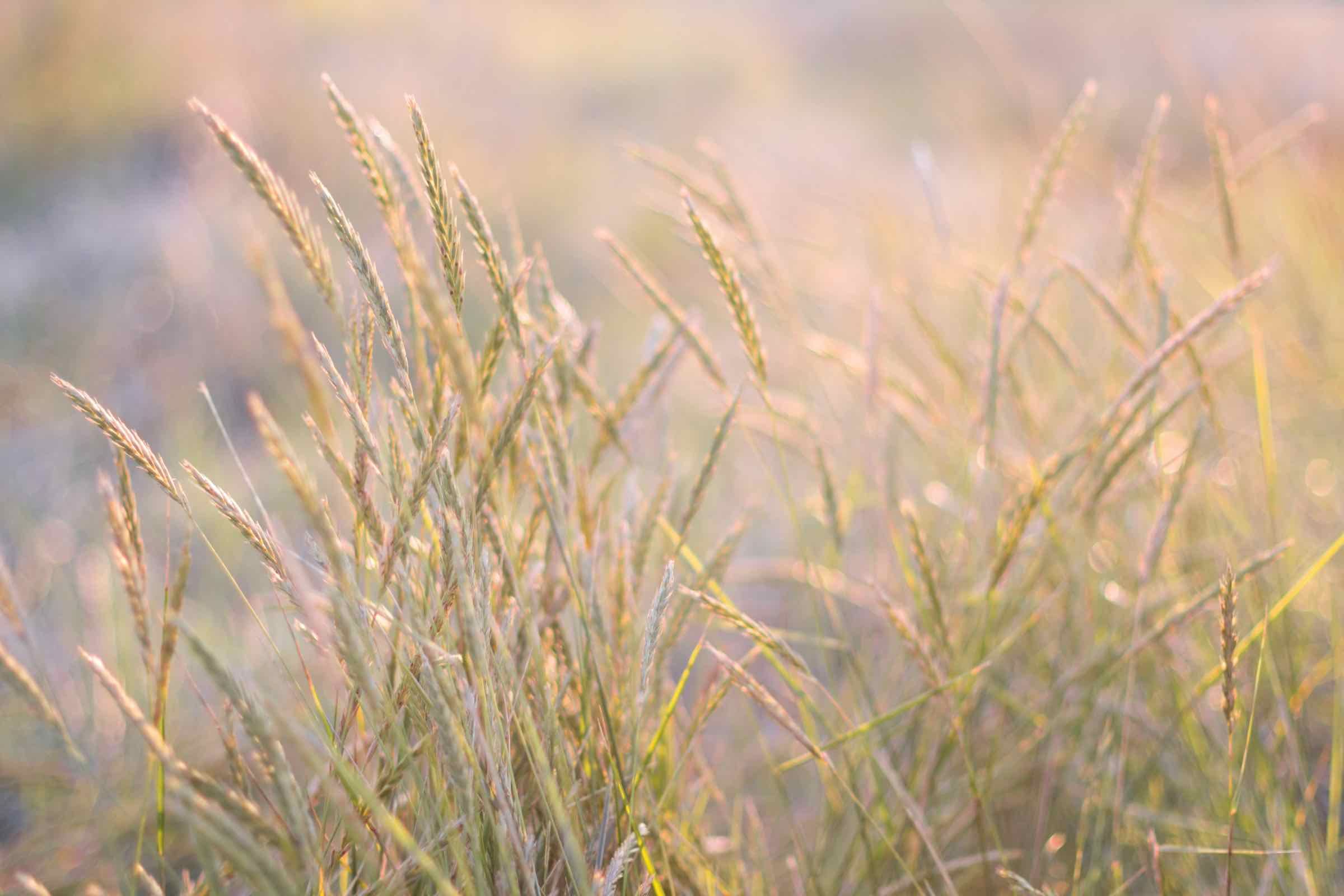 In dem ansprechend gestalteten Vortrag stellen wir den Lebensraum Salzwiese, die dort vorkommenden Pflanzen und weitere Bewohner vor.
