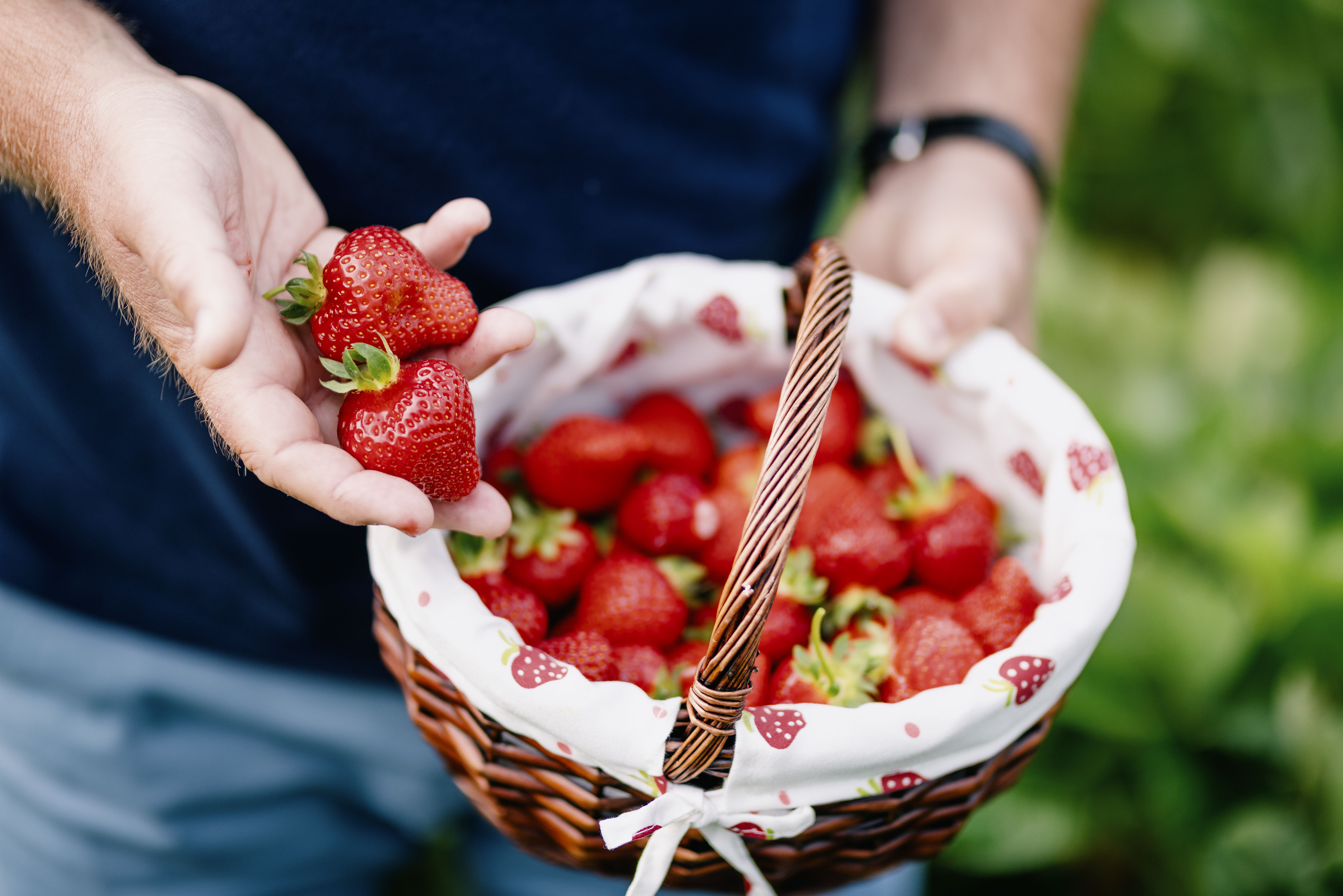 Erdbeeren und Himbeeren zum Selbstpflücken auf dem Hof Schmörholm in Leck