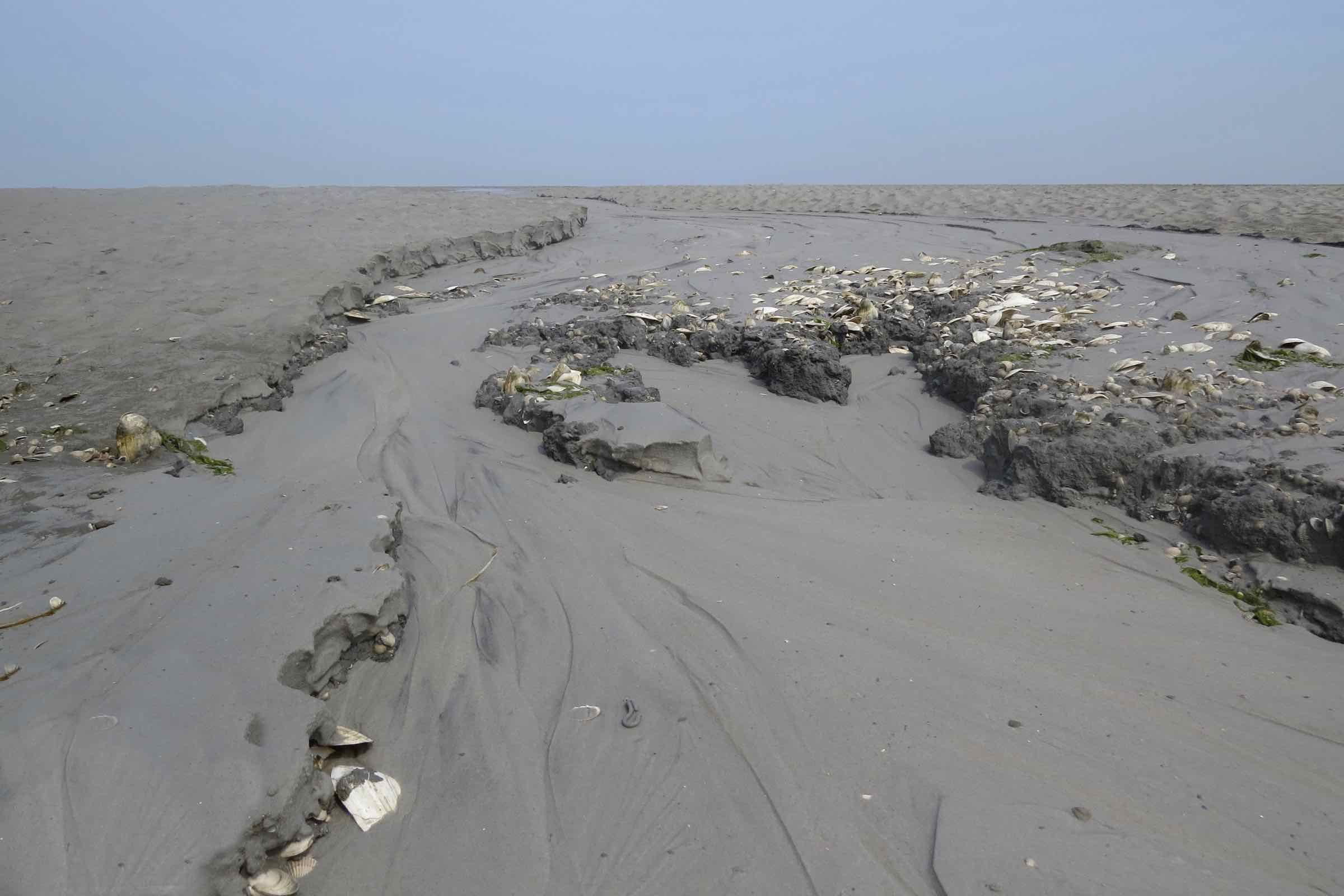 Das Watt ist ein Lebensraum auf den zweiten Blick. Bei dieser Wattwanderung zum großen Priel Norderhever lernen Sie typische Krebse, Schnecken und Muscheln kennen und wir erklären Ebbe und Flut.