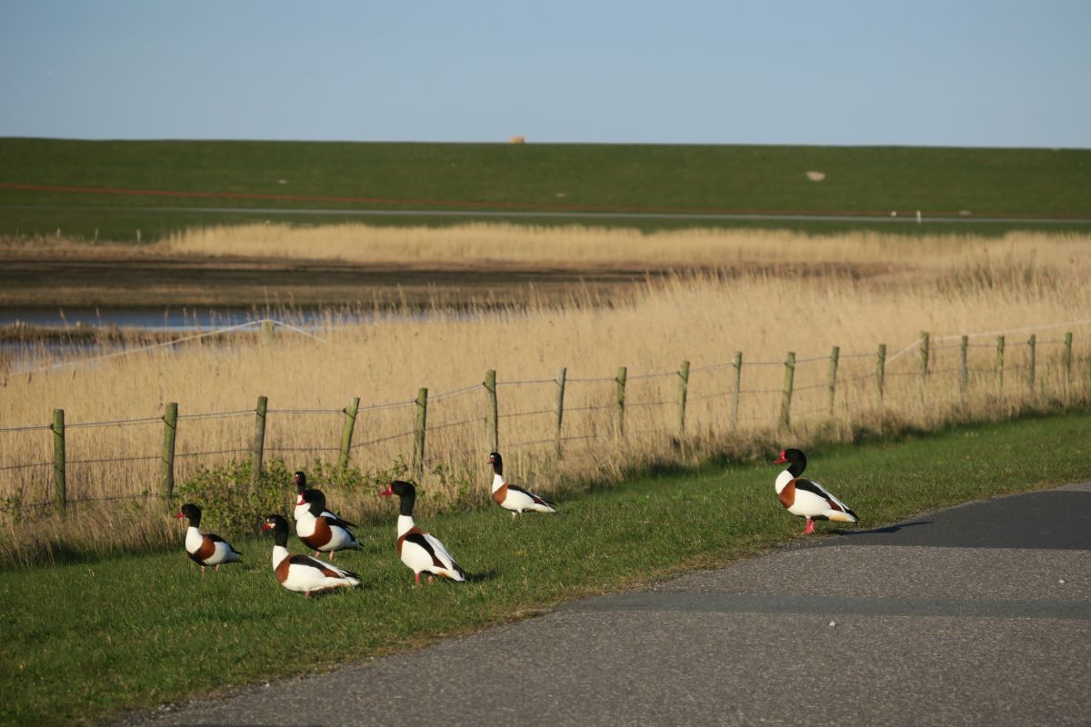 Erleben Sie den Beltringharder Koog als einmaligen Lebensraum für Flora und Fauna.