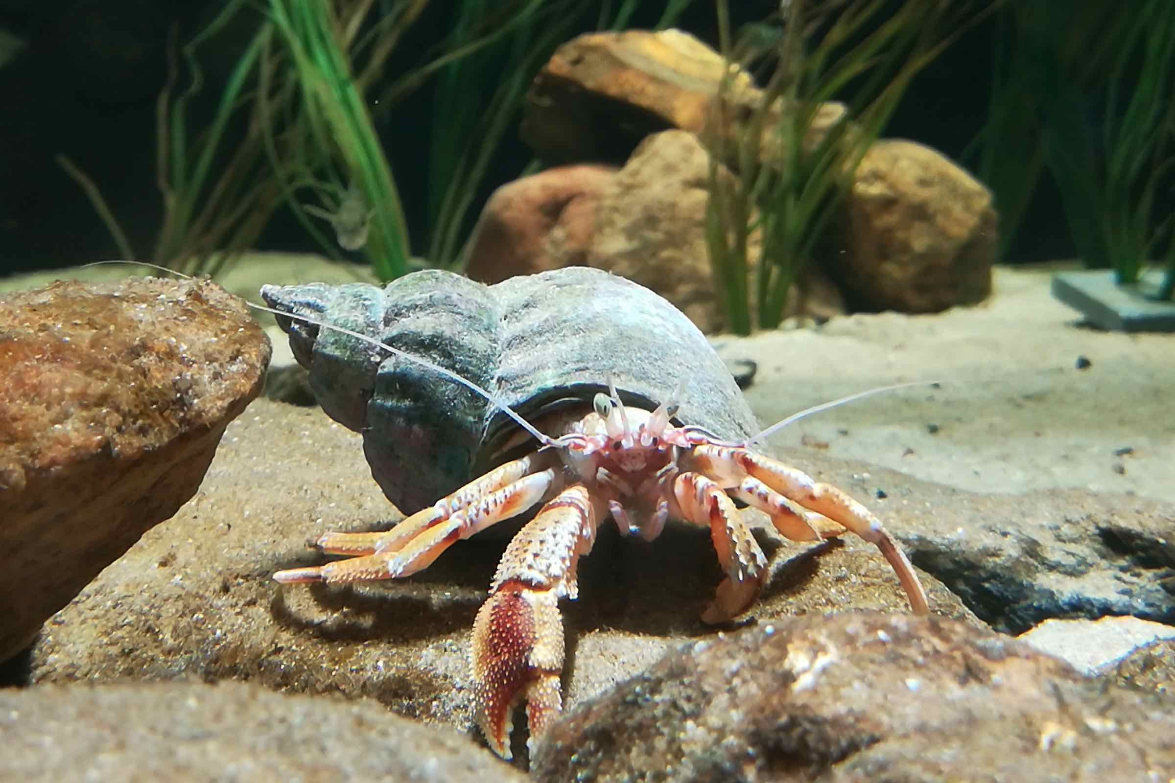 Aquarien geben uns die Möglichkeit unter die Wasseroberfläche zu blicken und die dortigen Tiere zu beobachten. Bei der Fütterung bekommen wir die häufigsten Fische des Wattenmeers so zu sehen.