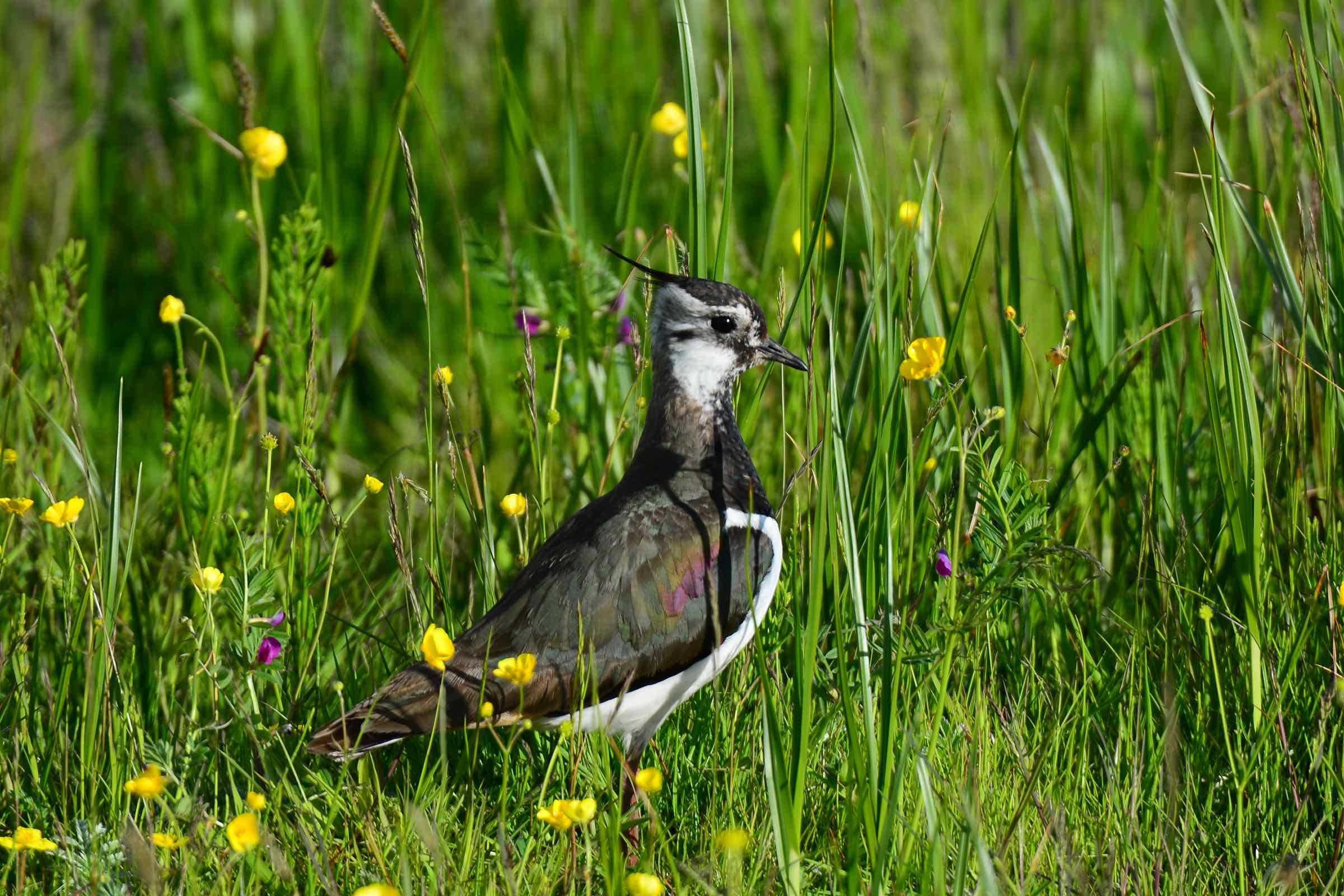 Der eindrucksvoll bebilderte Vortrag stellt die häufigsten Vogelarten der Hallig Langeneß vor, erklärt wie sie gezählt werden und warum das Wattenmeer eine so große Bedeutung für sie besitzt.