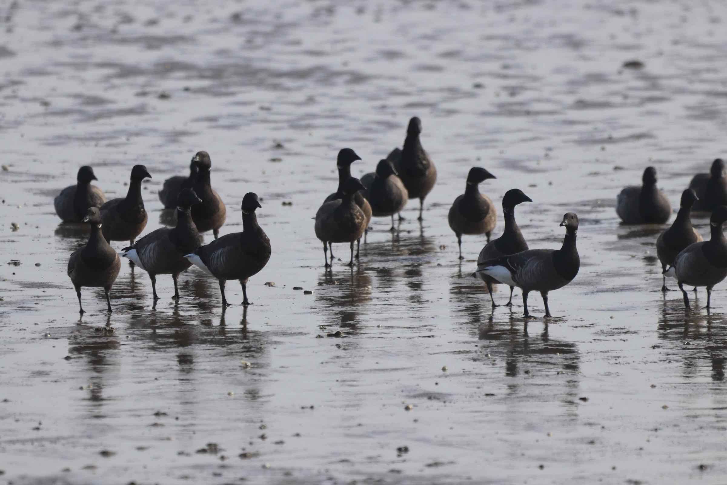 Vogelwelt und Wattenmeer, beides hängt direkt zusammen. Bei Ebbe gehen wir gemeinsam ins Watt und beobachten hier die Vögel bei der Nahrungssuche aus nächster Nähe mit Fernglas und Fernrohr.