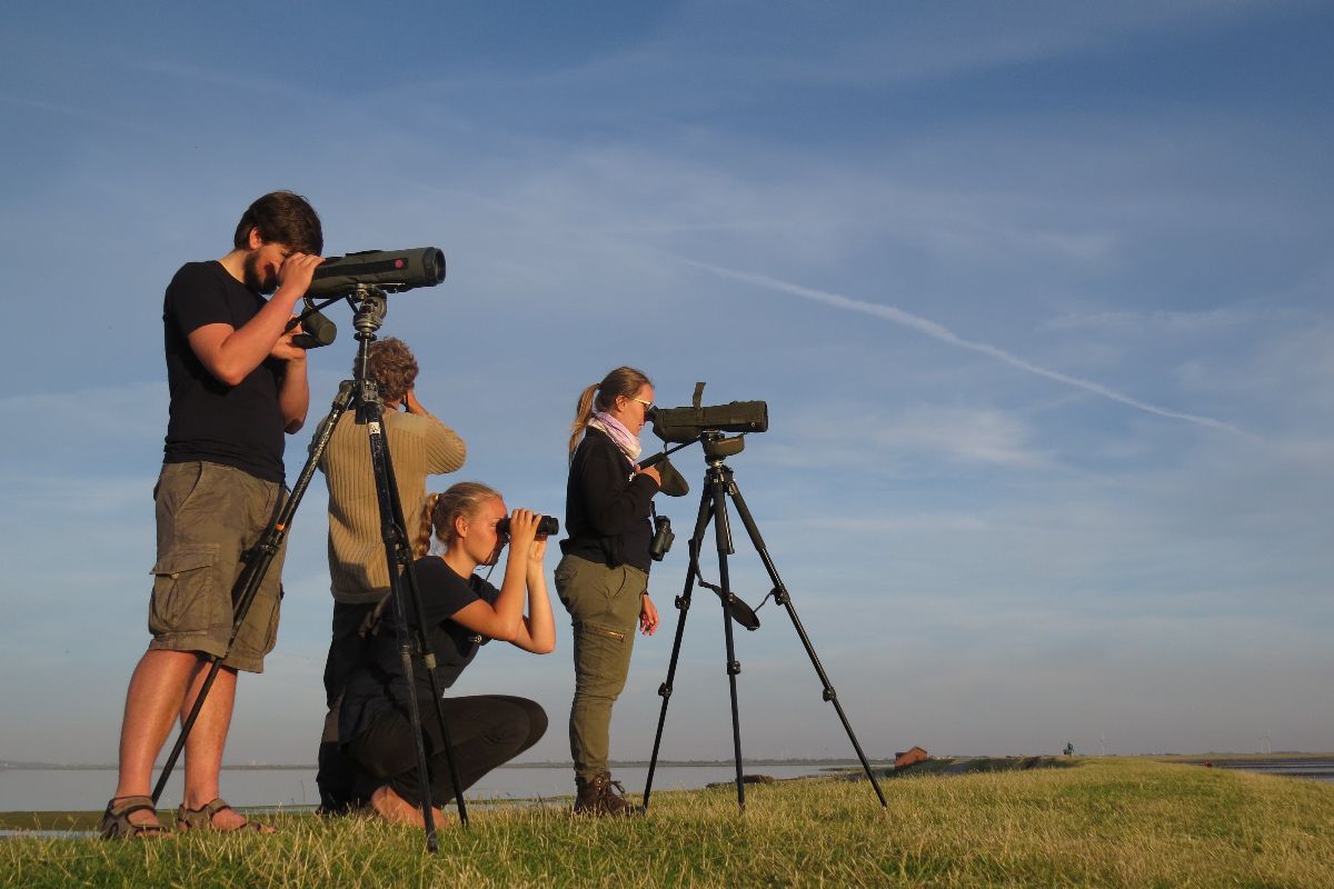 Mit Fernglas und Spektiv beobachten wir gemeinsam die heimische Vogelwelt.