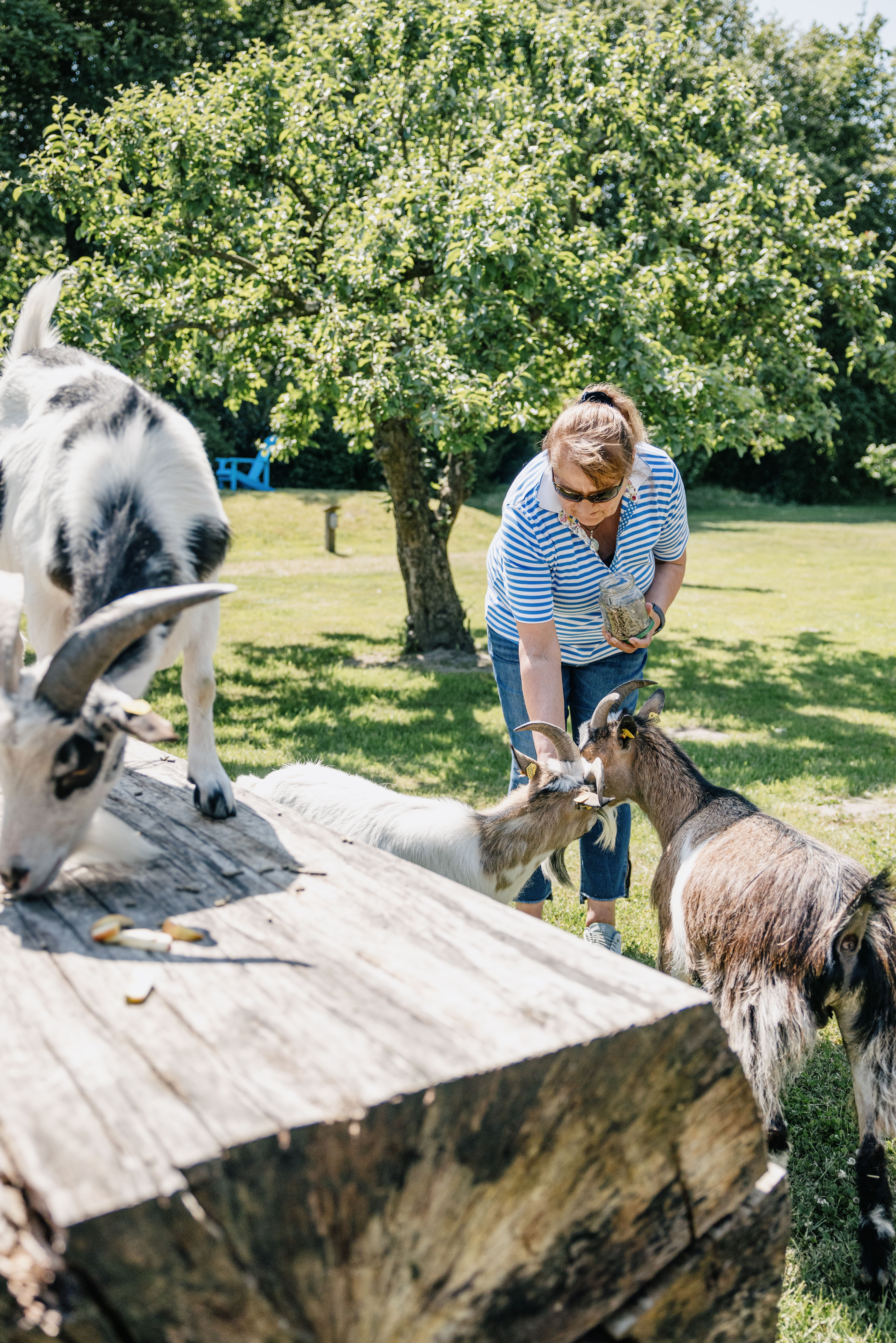 Im Landhafen Hotel in Niebüll können die Ziegen gestreichelt werden