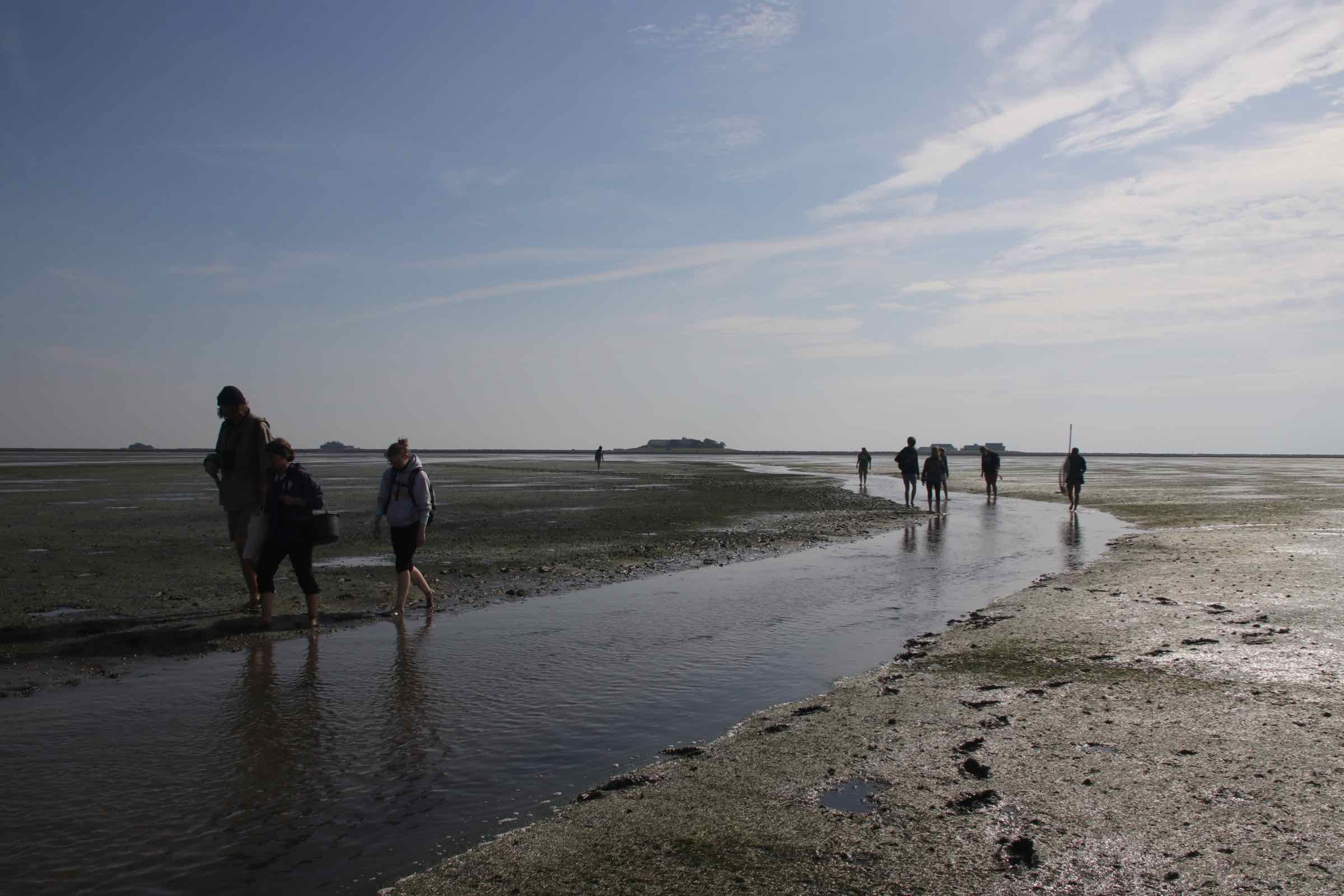 Die Wattwanderung von Hallig Hooge zum Japsand an den Rand des Wattenmeeres ist ein besonderes Erlebnis. Sand so weit das Auge reicht und ein Spülsaum voller Muscheln und Schnecken erwarten uns dort.