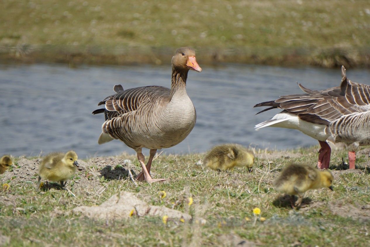Im April und Mai haben Sie mit etwas Glück die Gelegenheit, auch den Nachwuchs der Vogelwelt aus nächster Nähe zu beobachten.