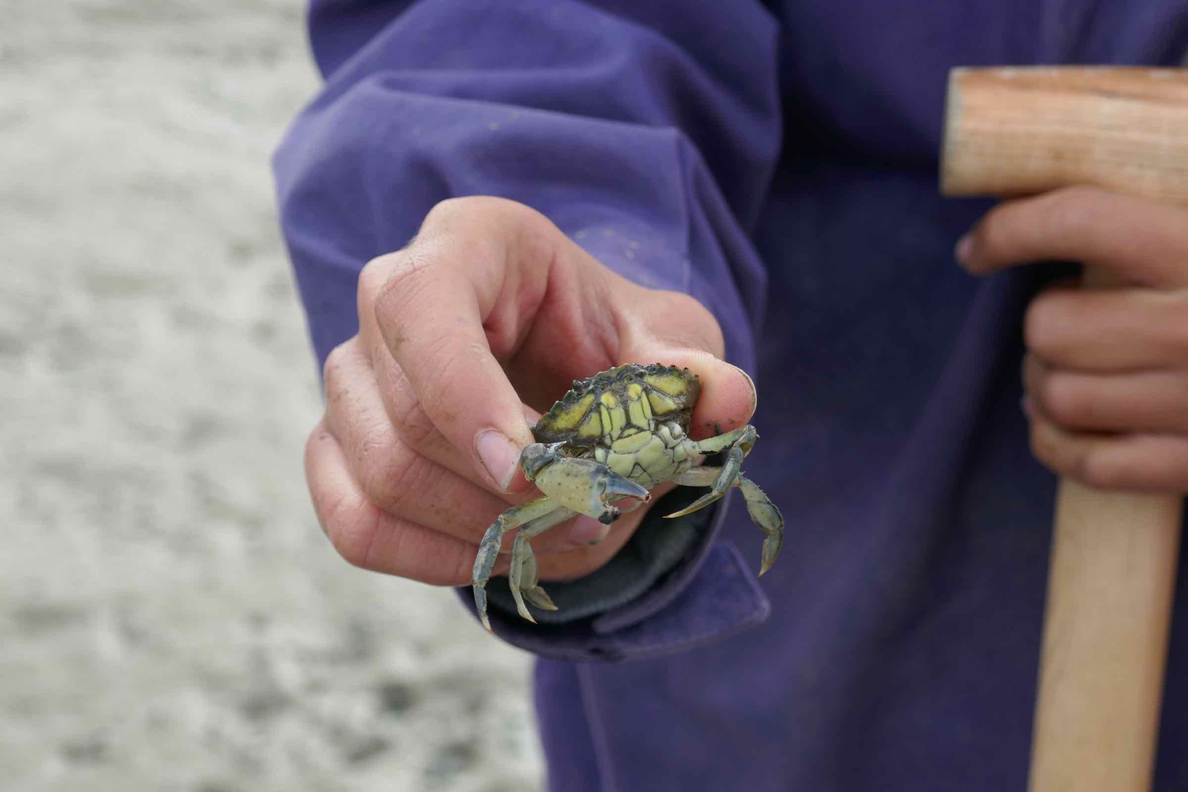 Entdecken Sie mit uns gemeinsam im Schlickwatt, welche Muscheln, Krebse und anderen Tiere im Sand und Schlick leben und wie sie sich dem Wechsel von Ebbe und Flut angepasst haben.