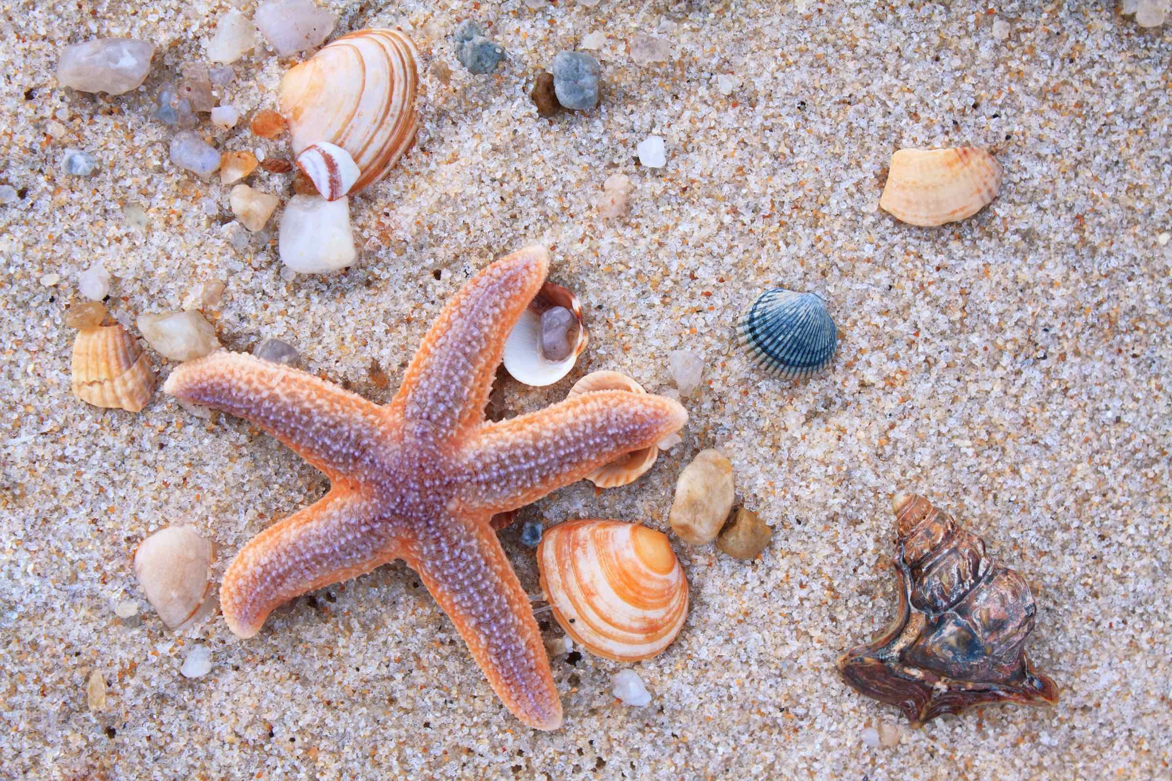 Das Meer spült allerhand an die Küste: Muscheln, Schnecken, Algen und Müll. In unserem Wattlabor entdecken wir die Vielfalt der Funde und schleifen einen Bernstein - das Gold der Nordsee.