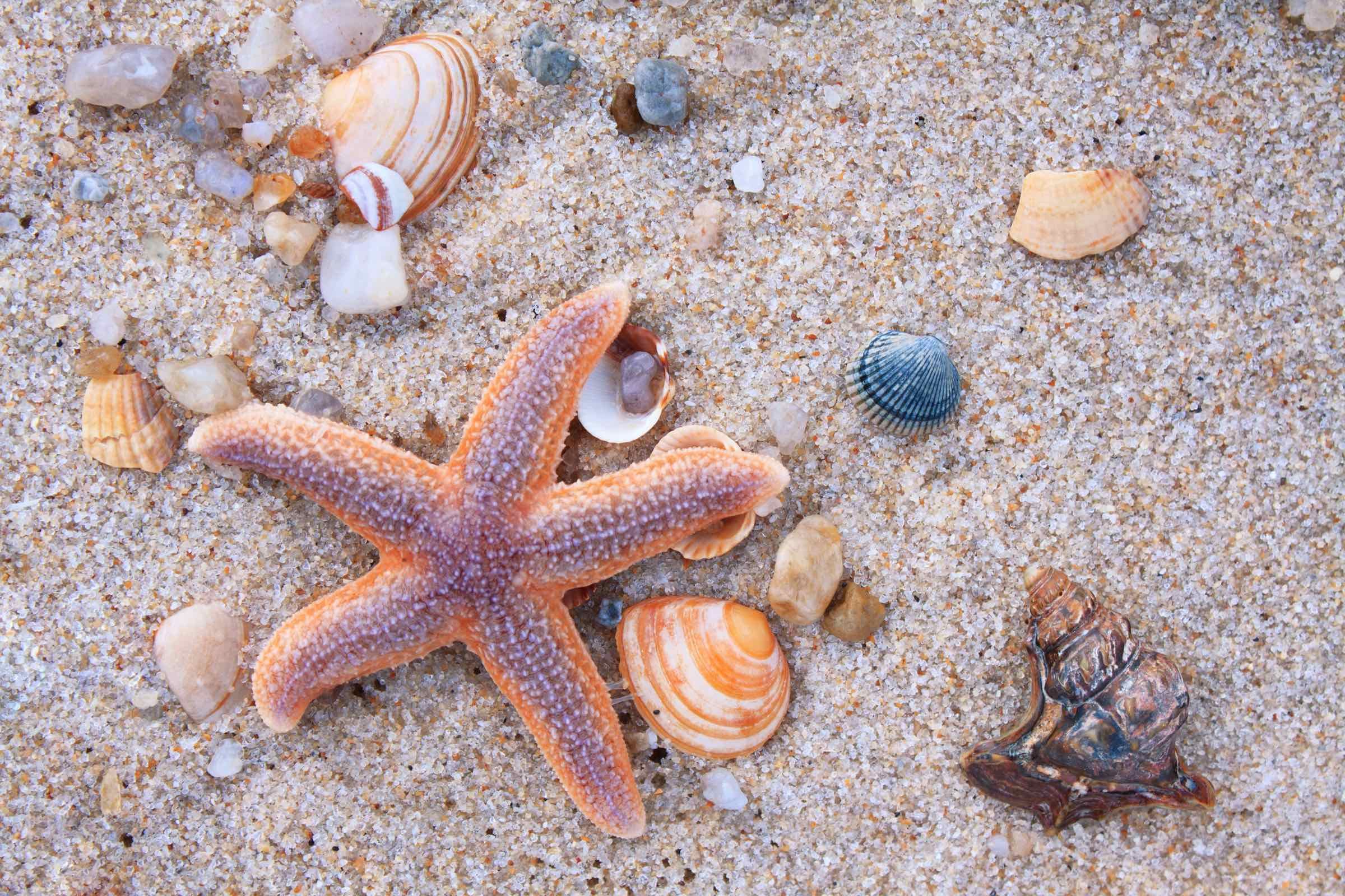 Das Meer spült allerhand an die Küste: Muscheln, Schnecken, Algen und Müll. In unserem Wattlabor entdecken wir die Vielfalt der Funde und schleifen einen Bernstein - das Gold der Nordsee.