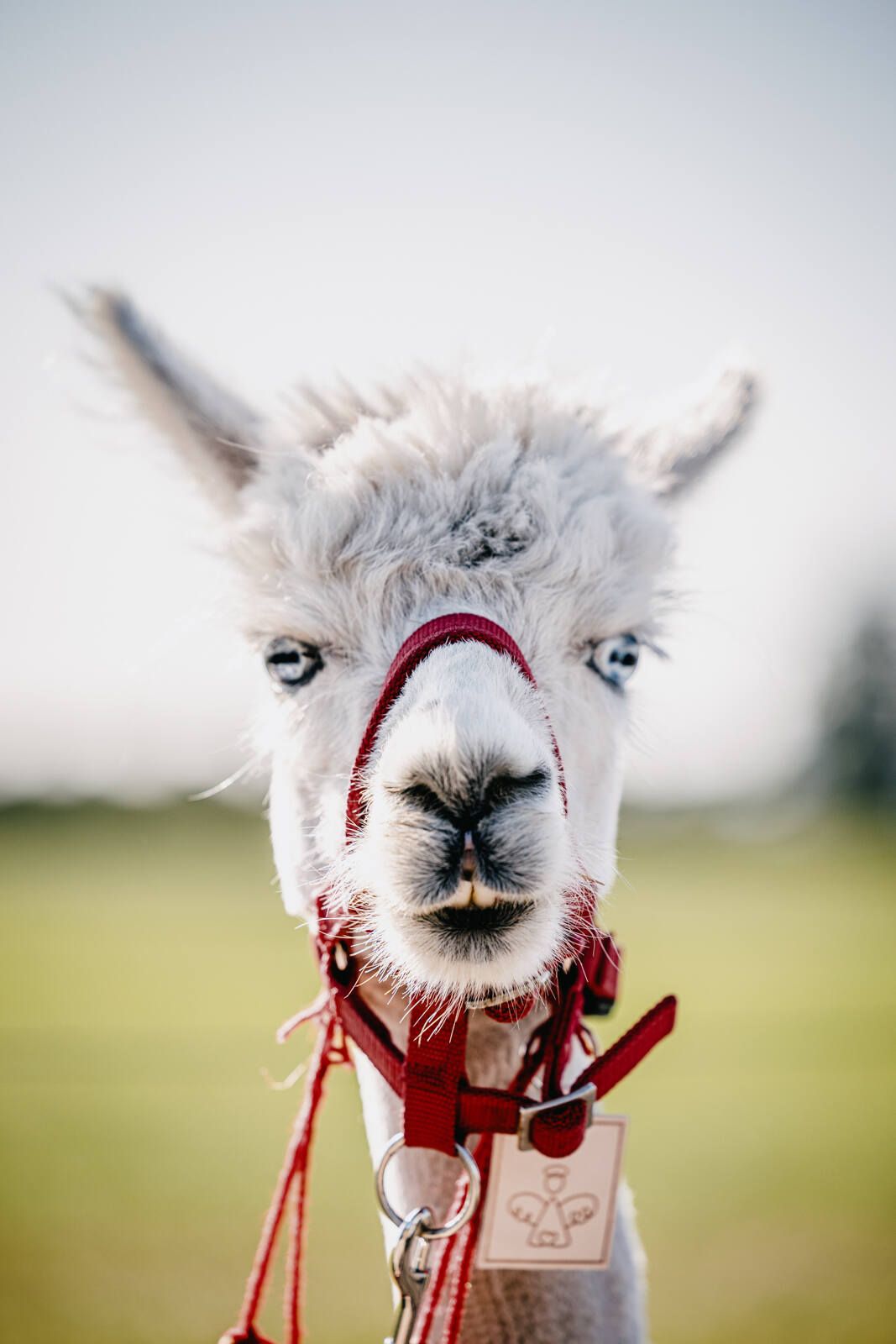 Alpka bereit für eine Wanderung