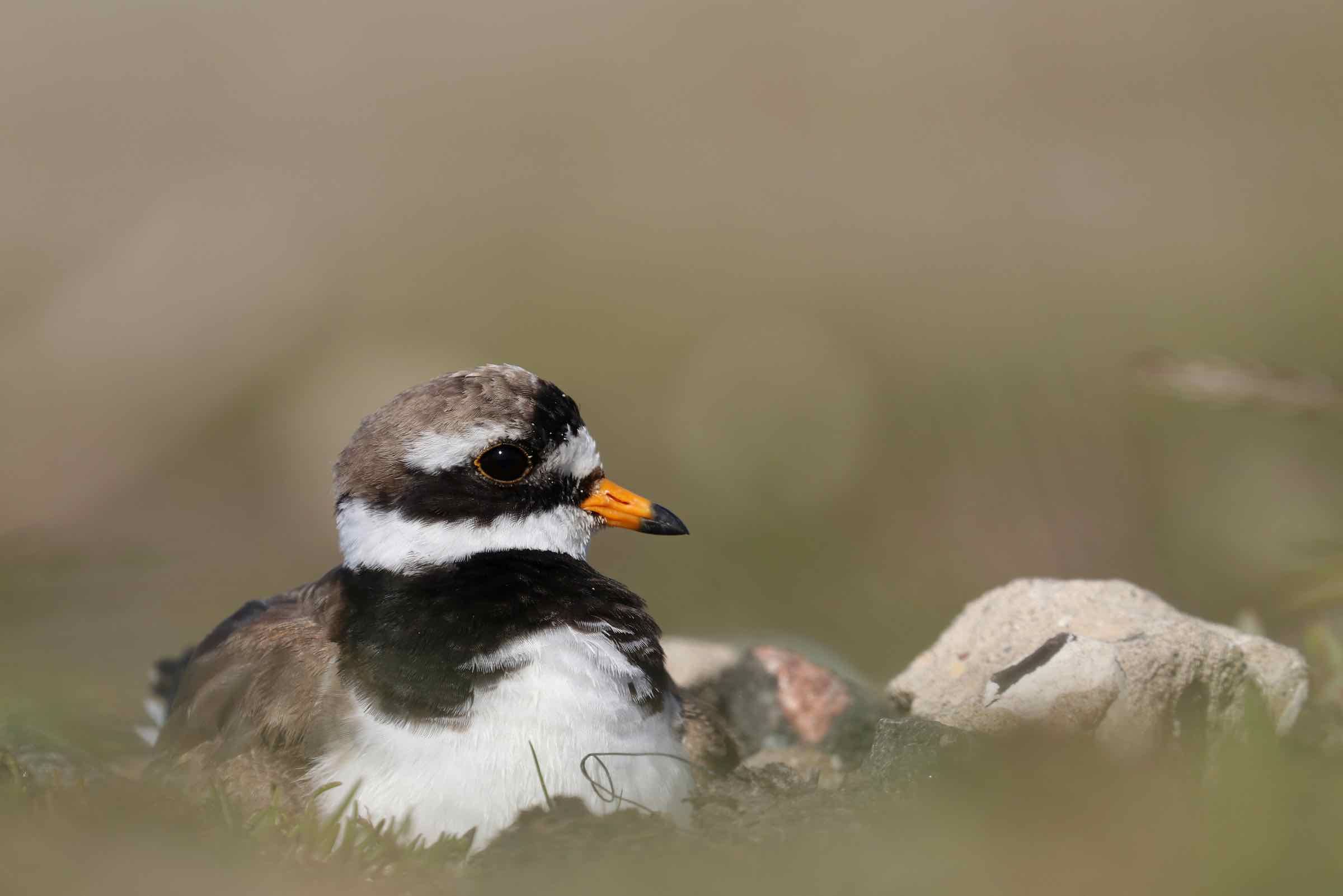 Der eindrucksvoll bebilderte Vortrag stellt die häufigsten Vogelarten der Hallig Langeneß vor, erklärt wie sie gezählt werden und warum das Wattenmeer eine so große Bedeutung für sie besitzt.