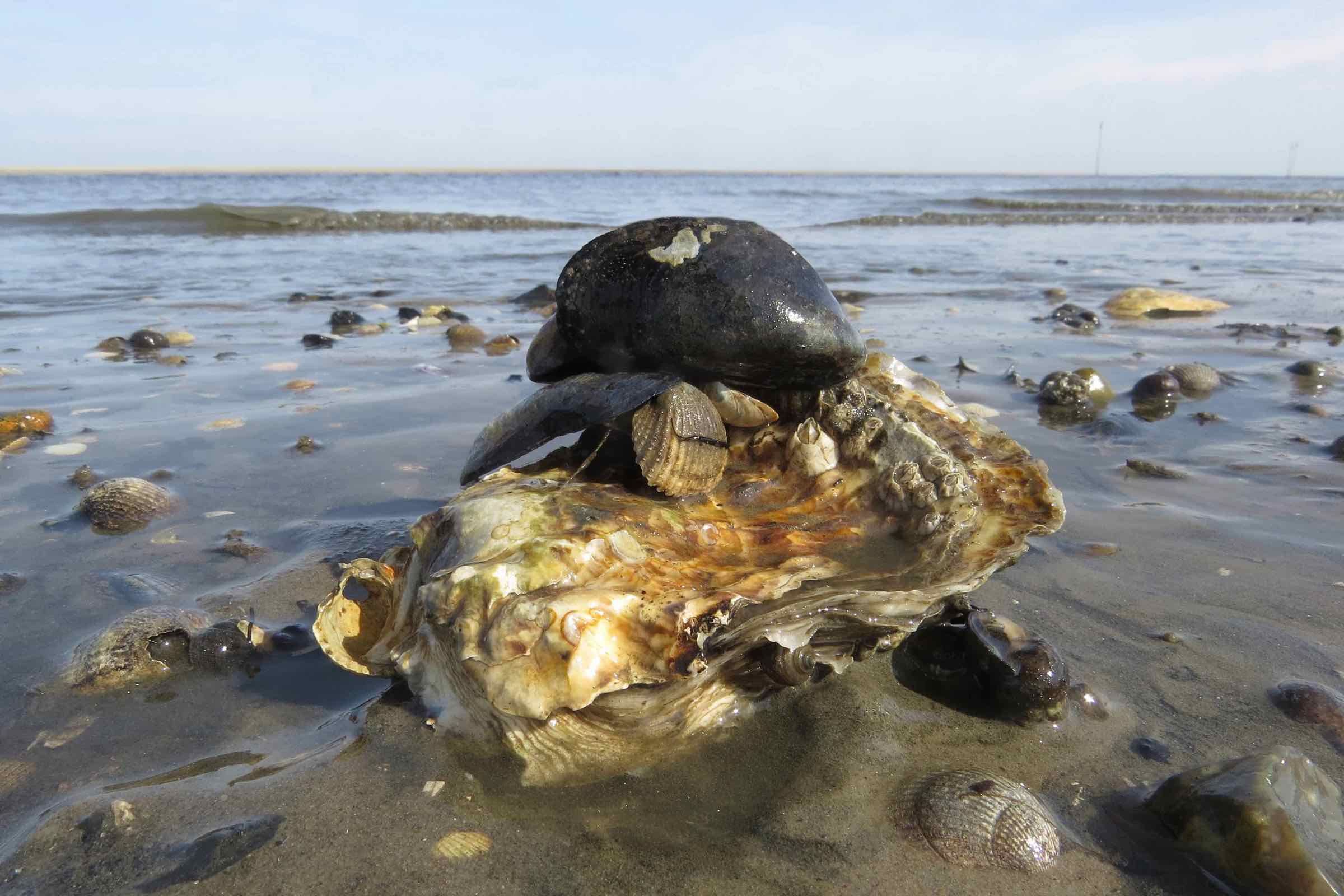 Begleiten Sie uns auf dieser interessanten (und herausfordernden) Wanderung durch das Weltnaturerbe Wattenmeer zur Hallig Nordstrandischmoor und zurück (Dauer: etwa 5 Stunden, Strecke: 8 km).