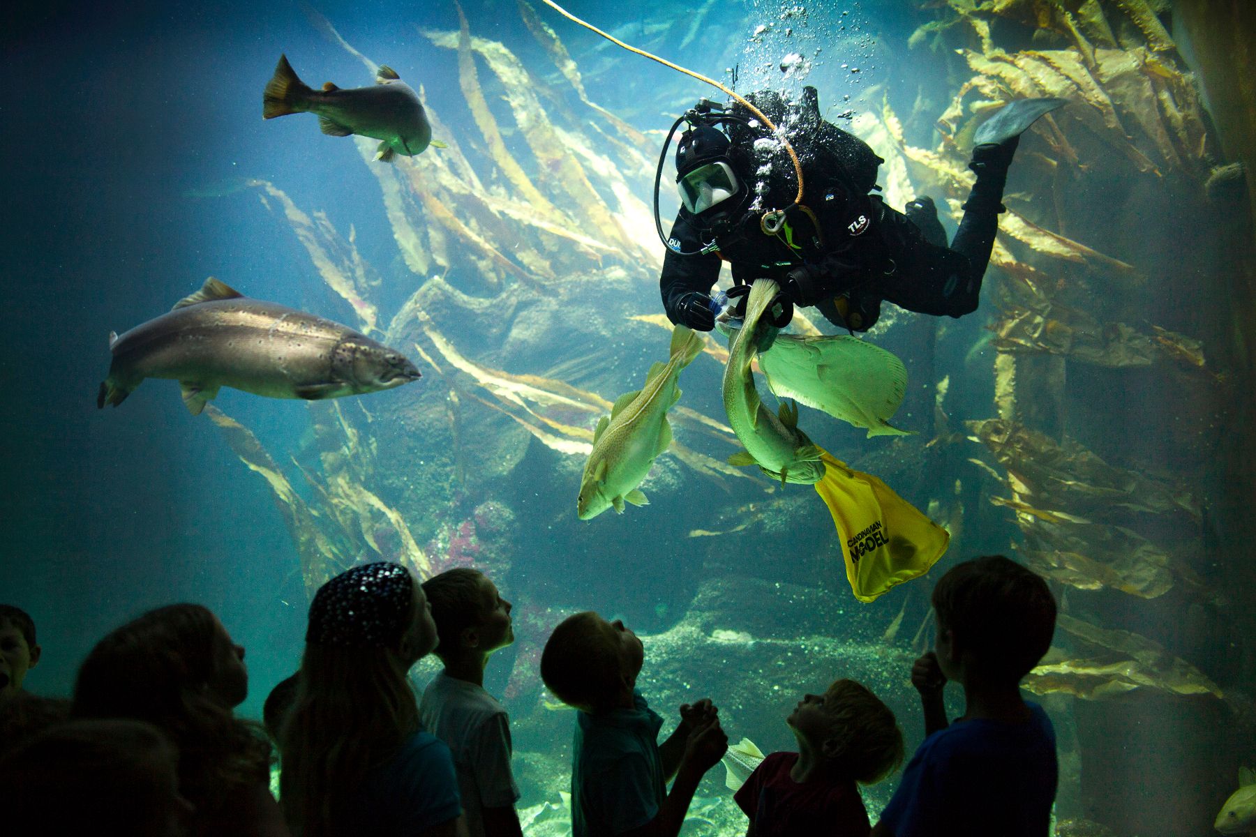 Ein Taucher füttert im großen Aquarium die Fische, Kinder schauen staunend zu