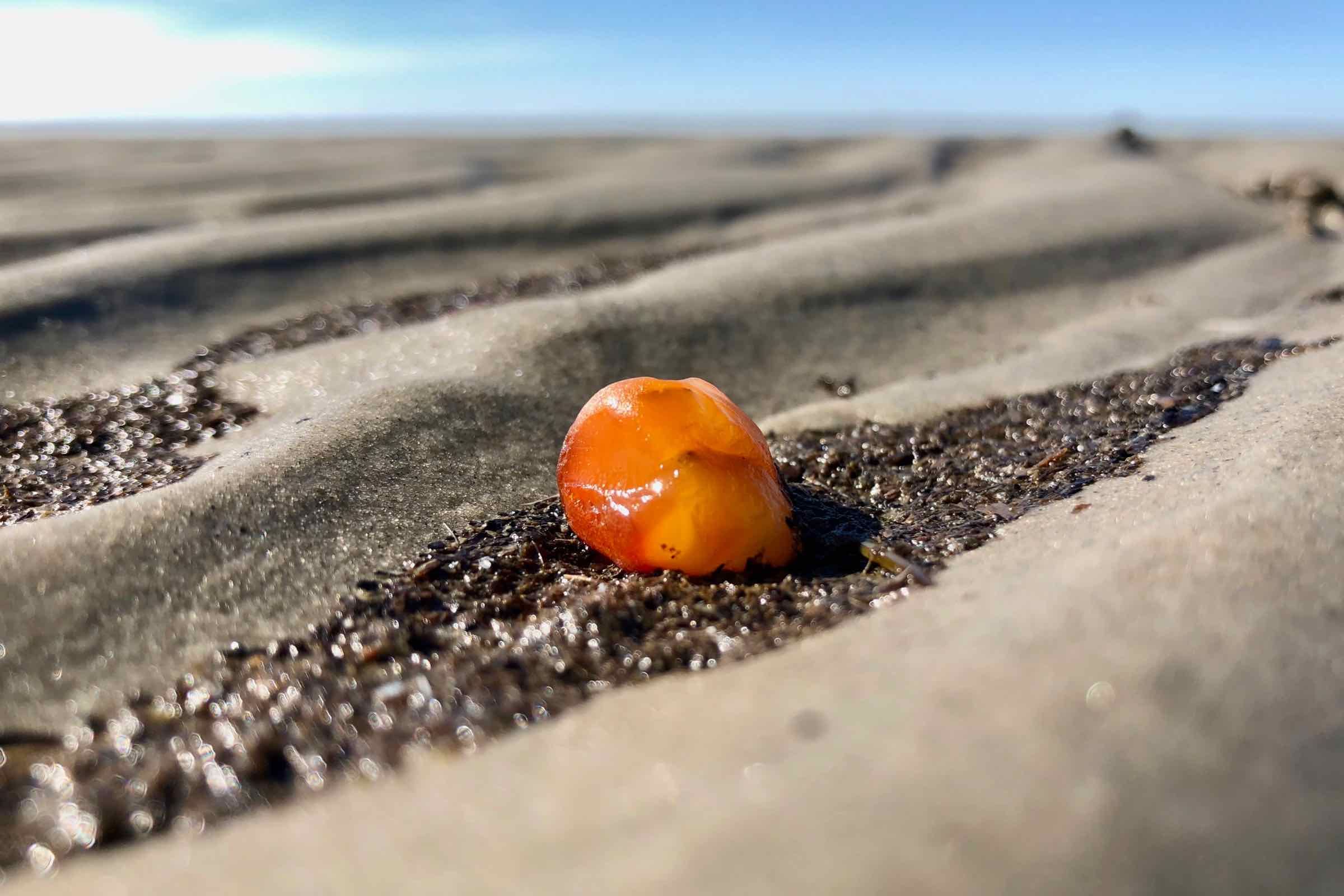 Schleifen Sie selbst ein Stück Bernstein und erfahren Sie Interessantes über die Geschichte des Goldes der Nordsee, wo dieser auf Langeneß gefunden werden kann und über den Nationalpark Wattenmeer.