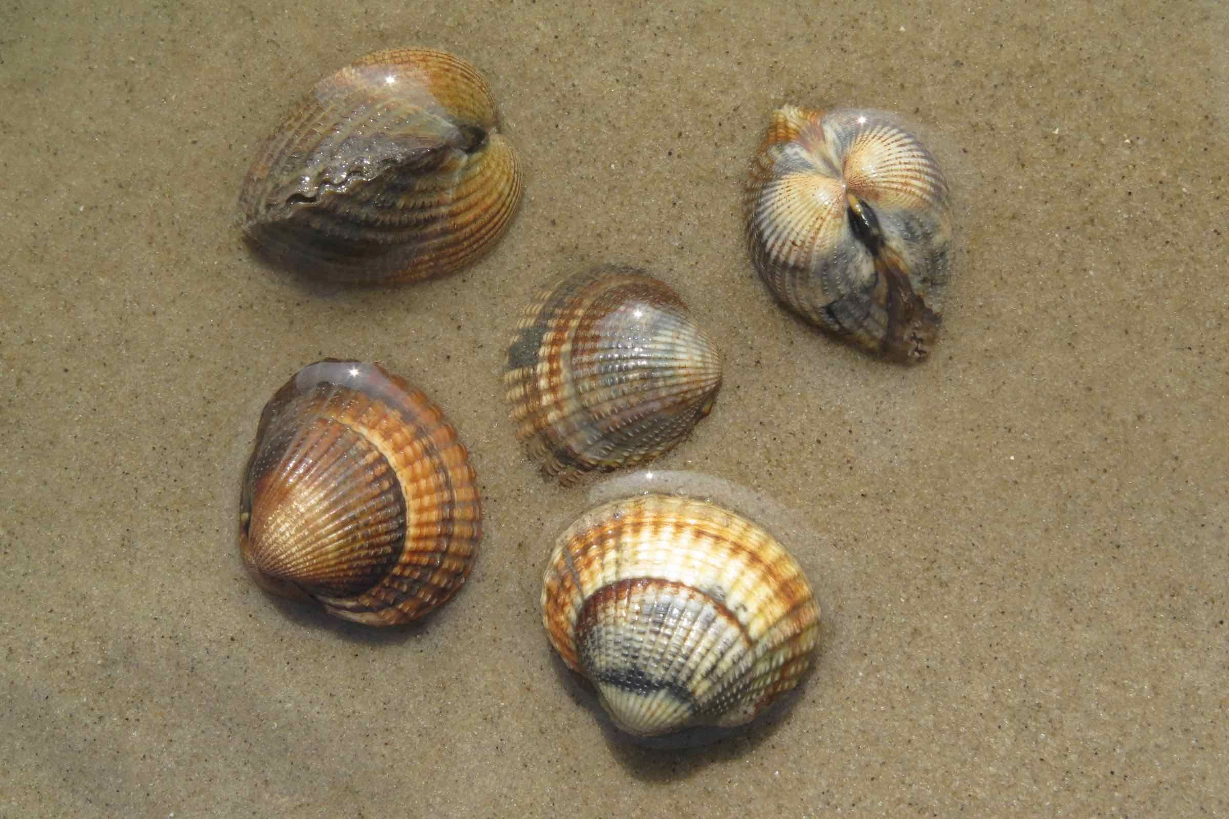 Herzmuscheln tragen ihren Namen wegen ihrer herzförmigen Seitenansicht.