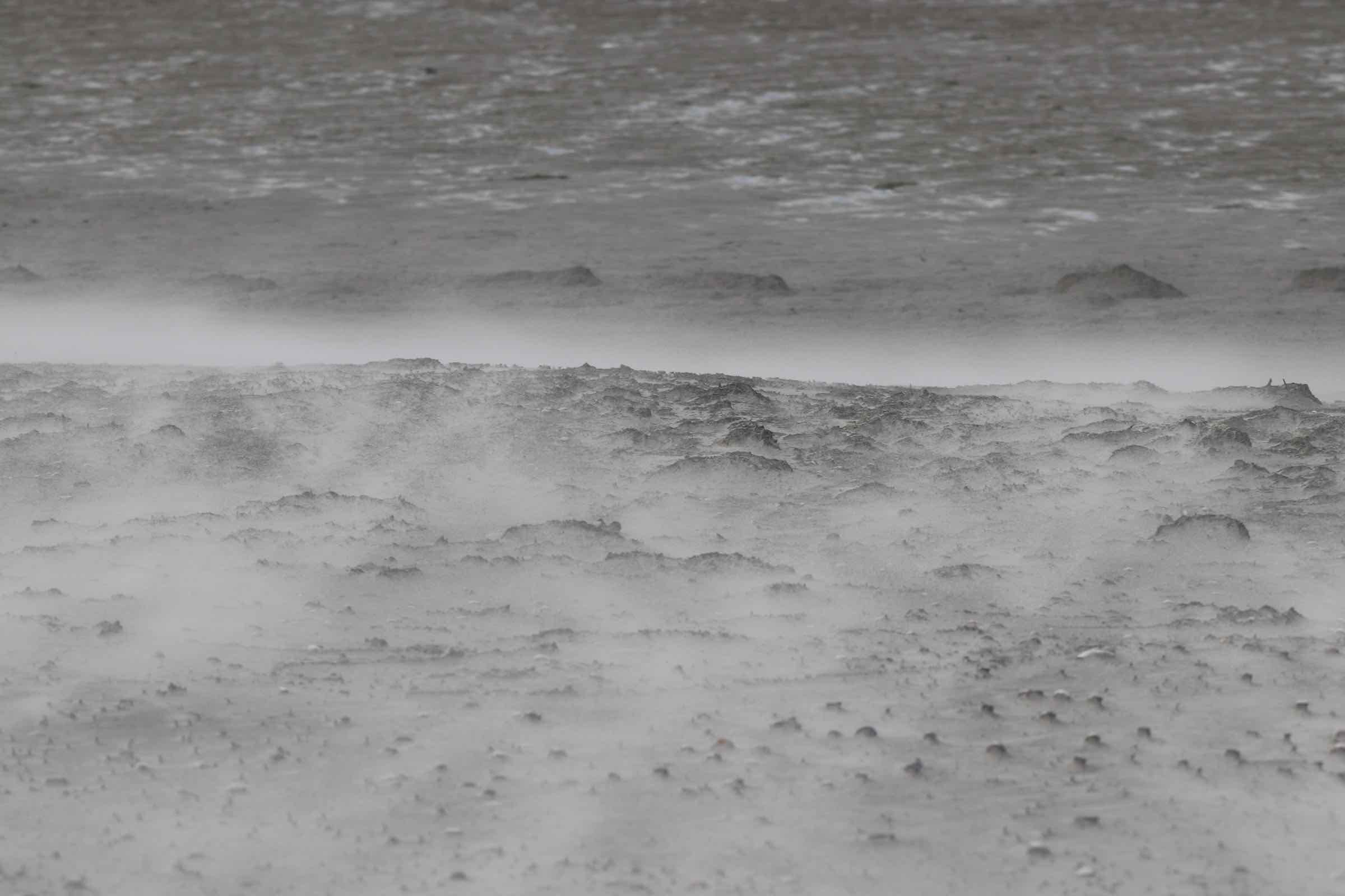Die Wattwanderung von Hallig Hooge zum Japsand an den Rand des Wattenmeeres ist ein besonderes Erlebnis. Sand so weit das Auge reicht und ein Spülsaum voller Muscheln und Schnecken erwarten uns dort.