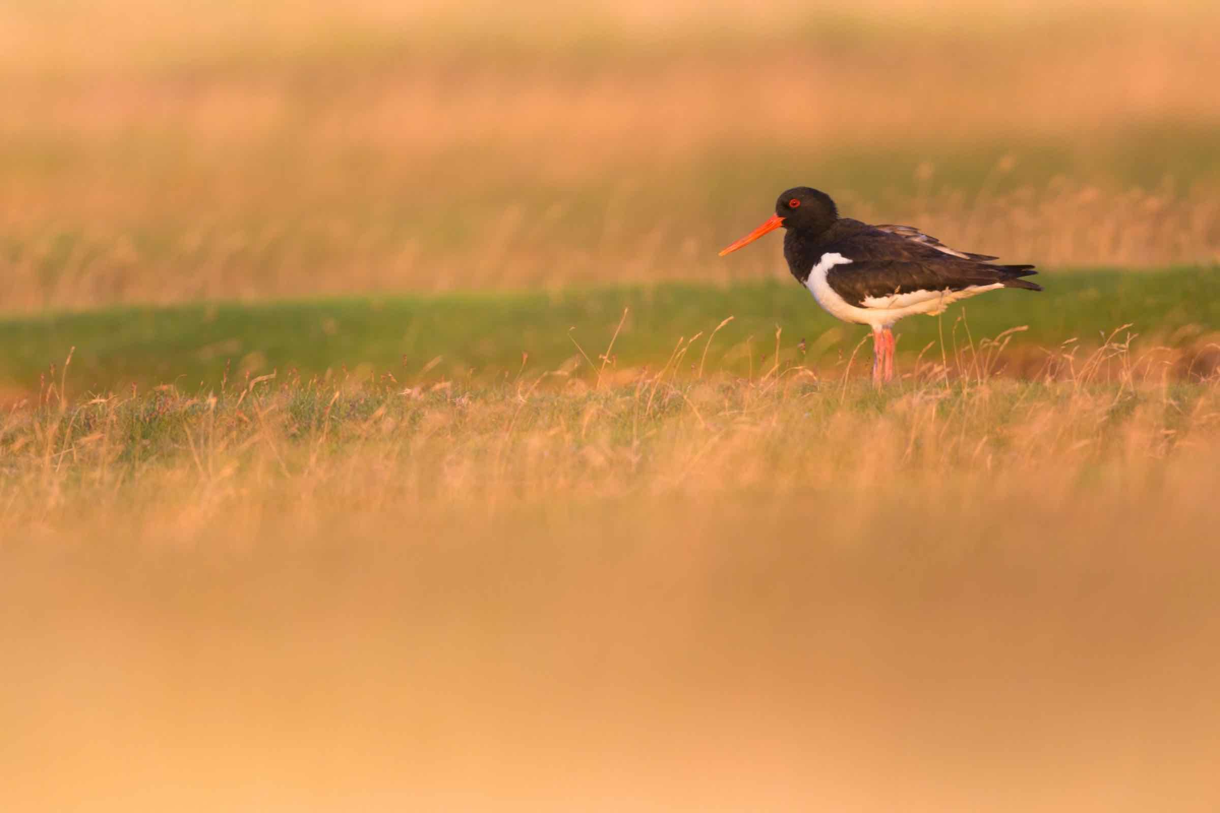 Wir beobachten aus nächster Nähe rastende Watvögel, stellen ausgewählte Vogelarten vor und erklären, warum das Wattenmeer für viele Zugvogelarten so bedeutsam ist.