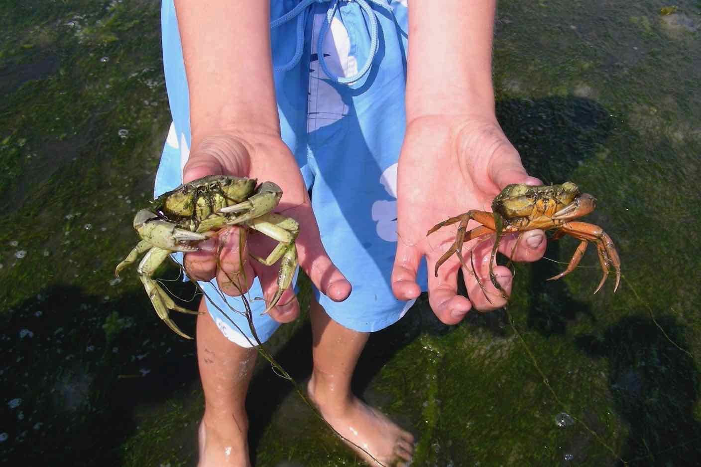 Das Wattenmeer ist ein ganz besonderer Lebensraum, das im Rahmen dieser Wattführung vorgestellt wird. Wir zeigen typische Muscheln, Würmer und Krebse und beschäftigen uns mit dem Schutz des Watts.