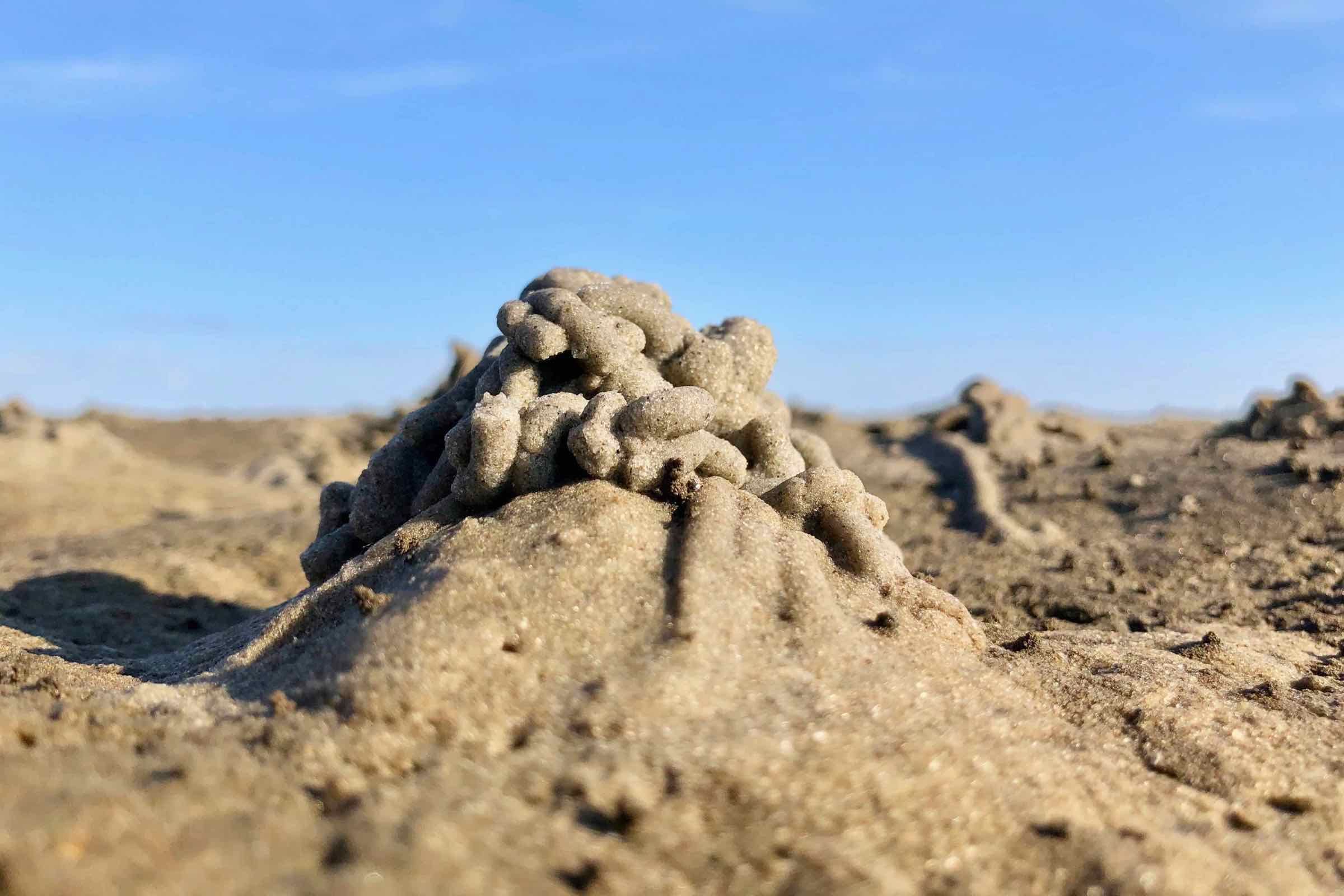 von Wattwurm, Herzmuschel und Strandkrabbe und erklärt die Gezeiten.