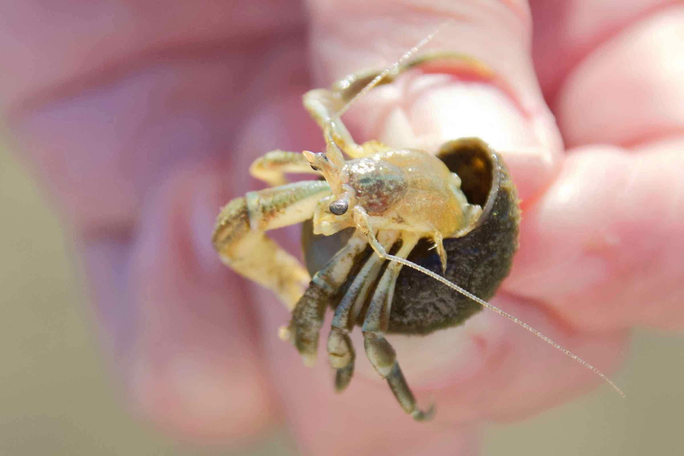 Entdeckt mit uns das Abenteuer Wattenmeer. Auf unserer Wattwanderung für Kinder und Familien lernen wir den Wattwurm und weitere Bewohner des Meeres kennen.