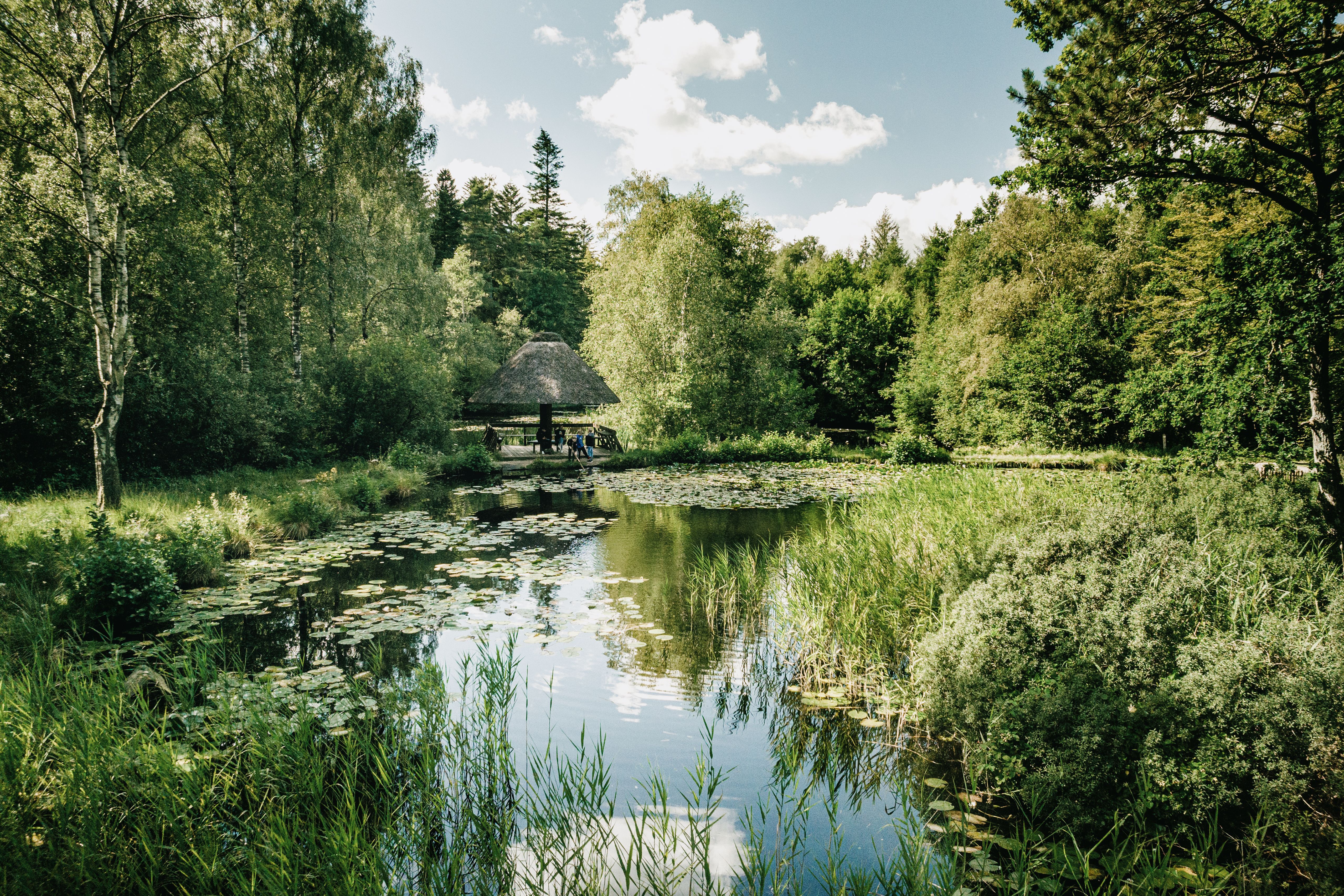 Blick auf den Teich im Langenberger Forst