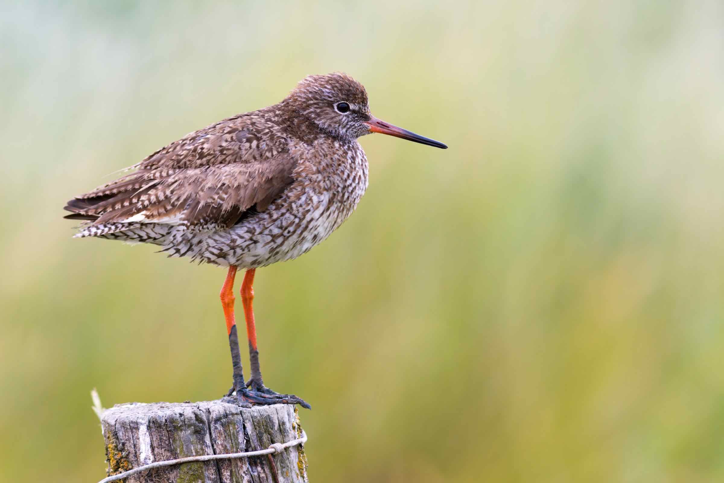 Rotschenkel suchen häufig in den Gräben der Hallig nach Nahrung. Das Nest ist meist gut versteckt.