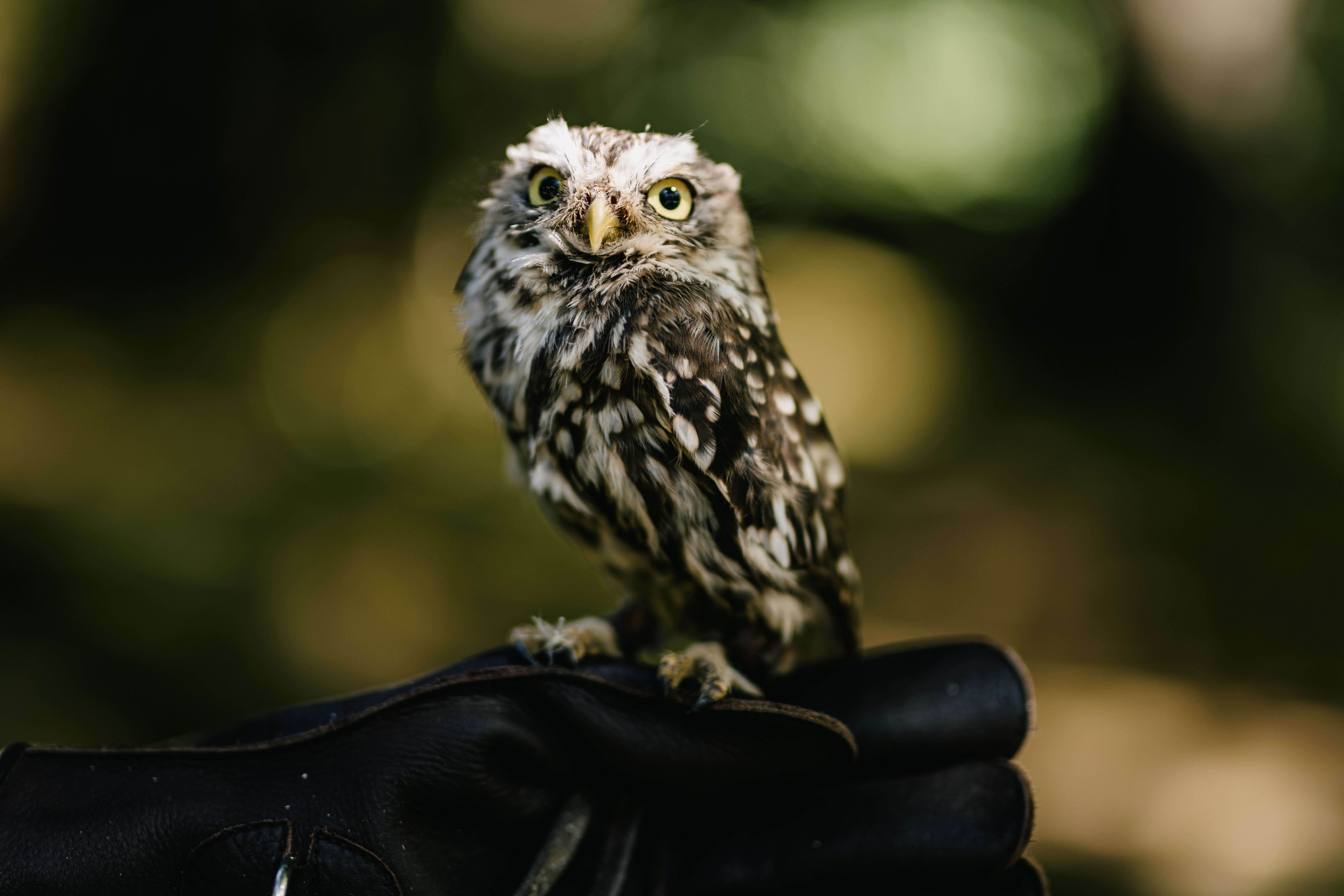 Greifvögel und Eulen werden in der Falknerei Nordfriesland erlebbar gemacht