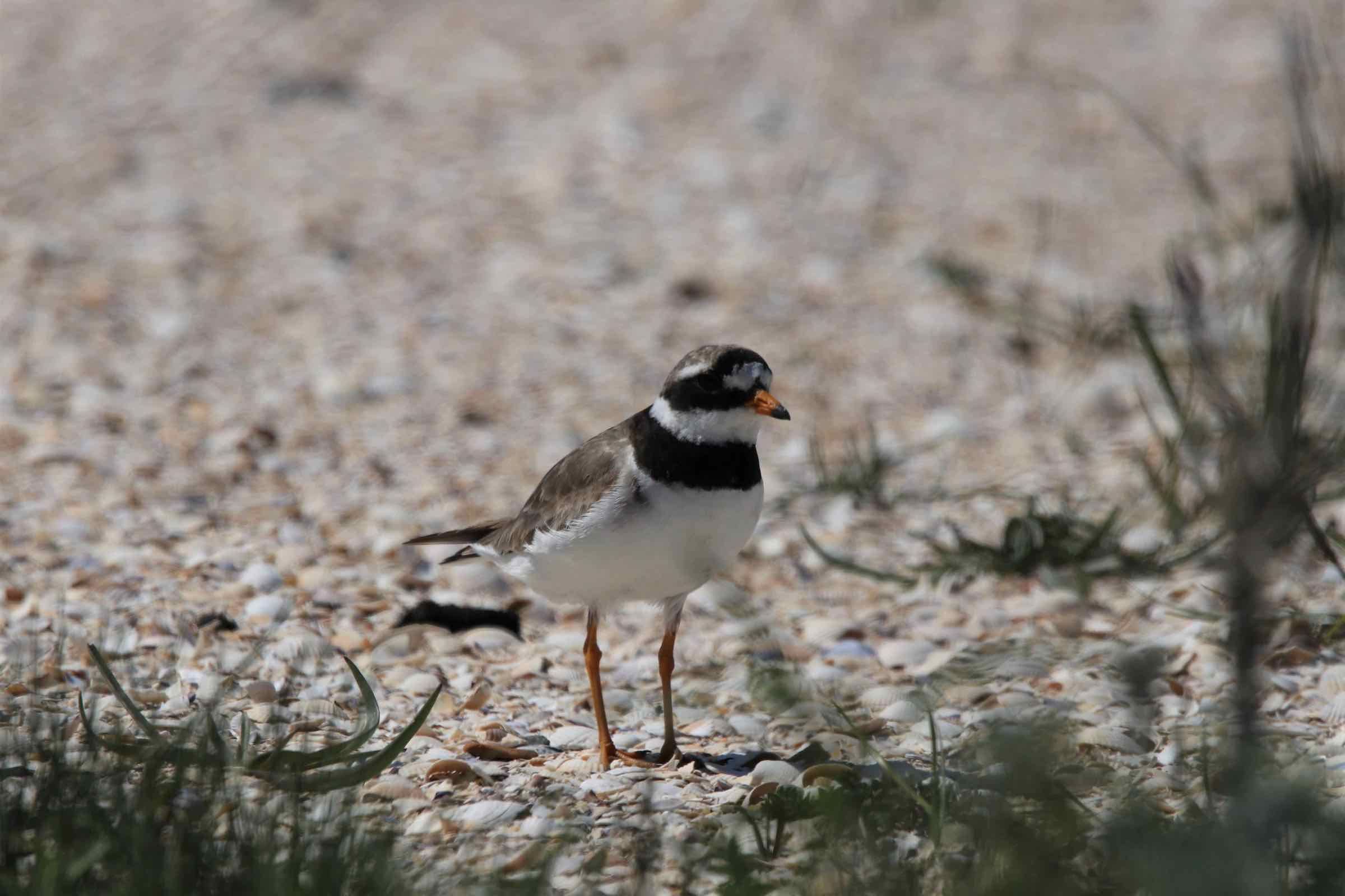 Vogelwelt und Wattenmeer, beides hängt direkt zusammen. Bei Ebbe gehen wir gemeinsam ins Watt und beobachten hier die Vögel bei der Nahrungssuche aus nächster Nähe mit Fernglas und Fernrohr.