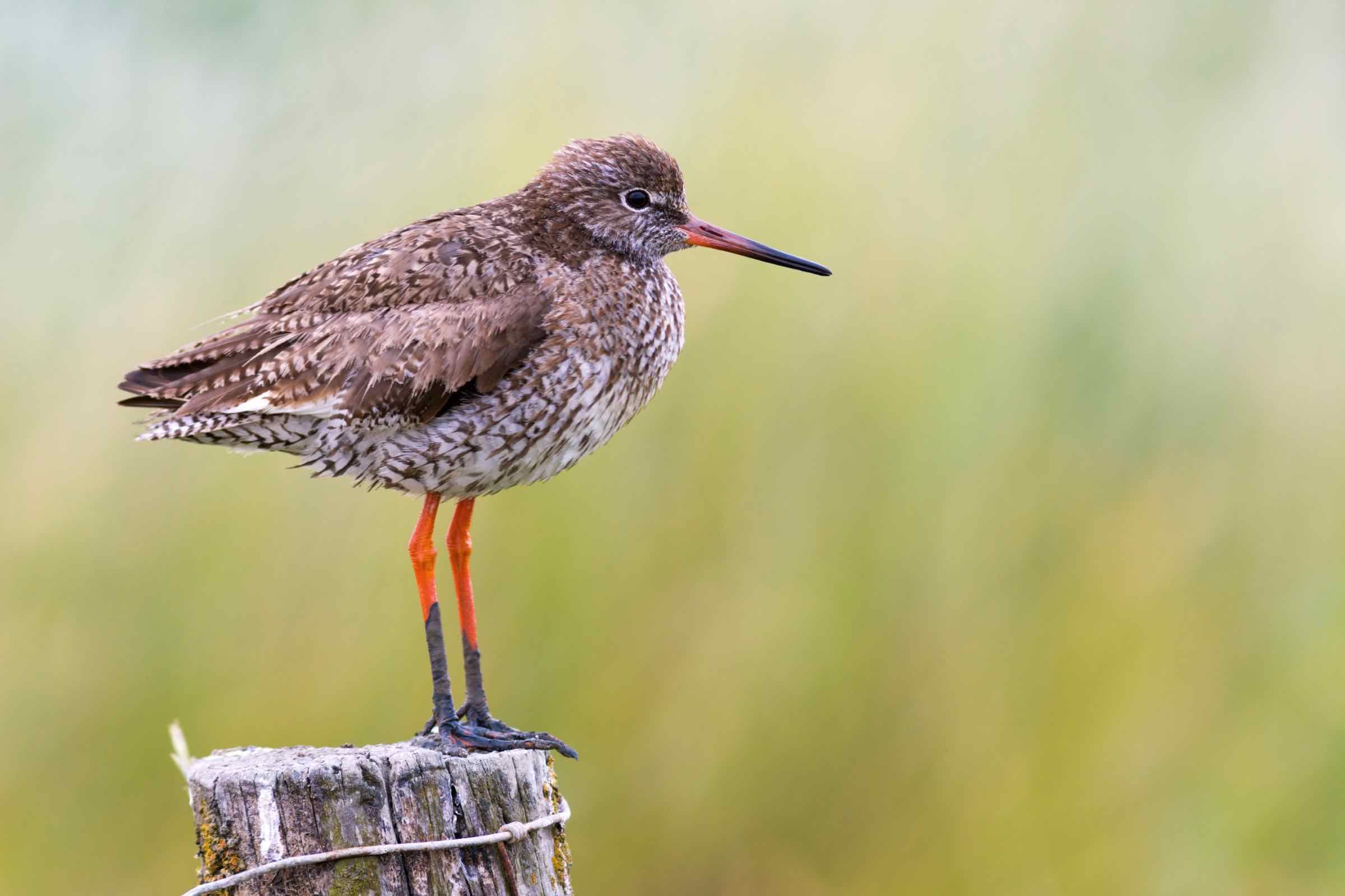 Bei dieser geführten Radtour lernen Sie die spannende Vogelwelt der Insel Pellworm kennen. Mit Fernrohr und Fernglas kommen wir den Vögeln ganz nah und entdecken die wichtigsten Arten.