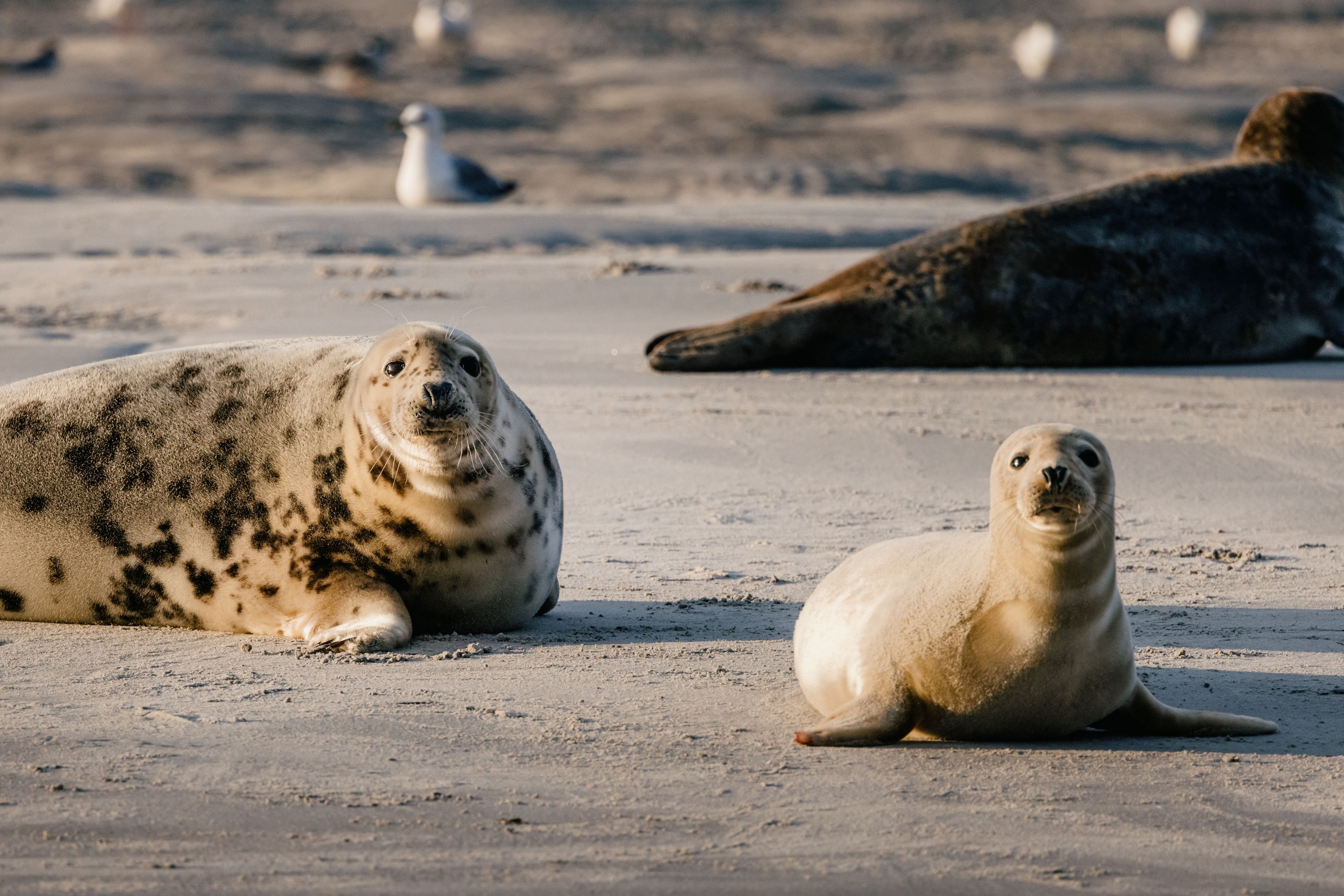 Mit den Gebrüder Hellmann Robben auf einer Sandbank sichten
