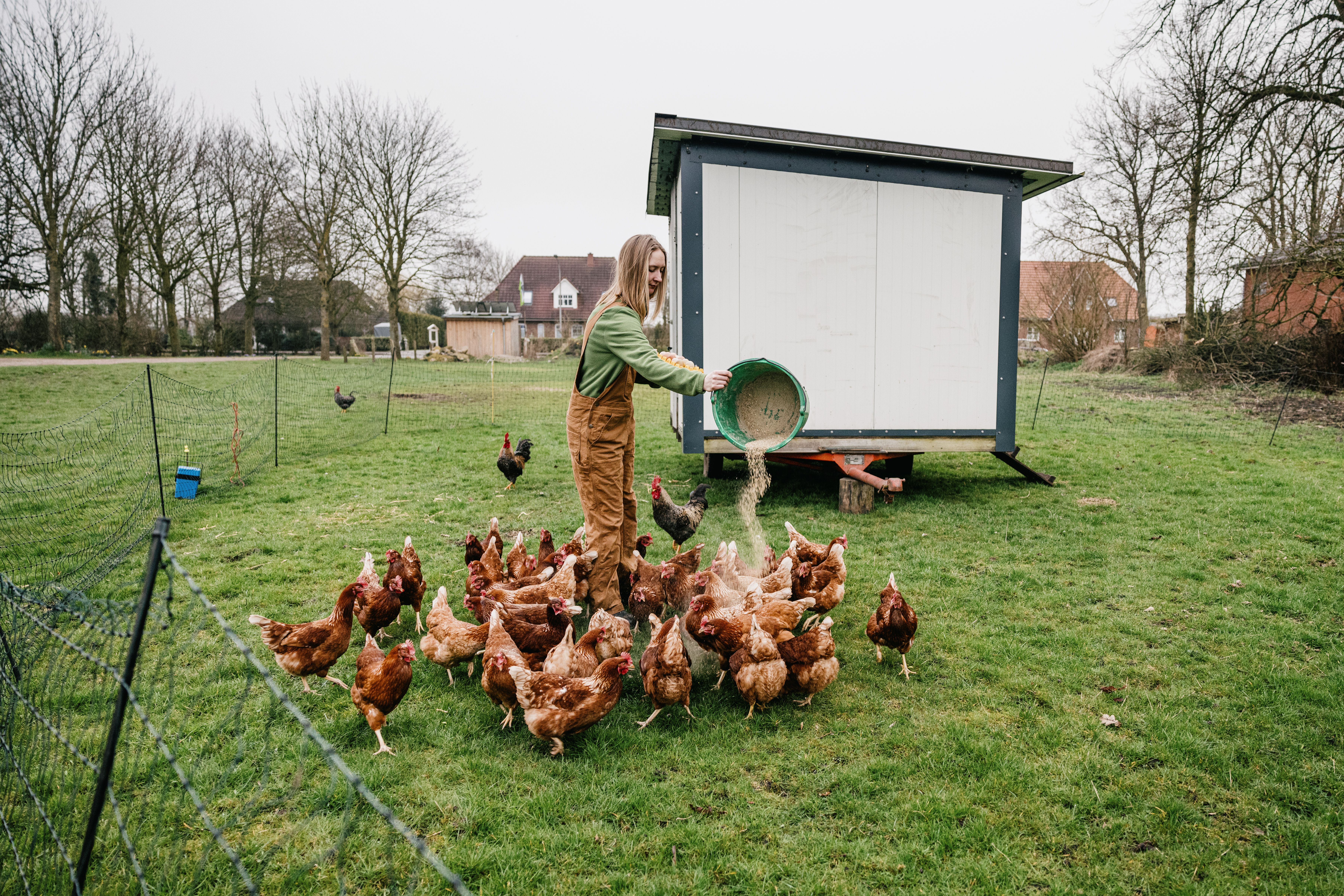 Die Hennen vom Hof Oldsen dürfen sich frei draußen bewegen