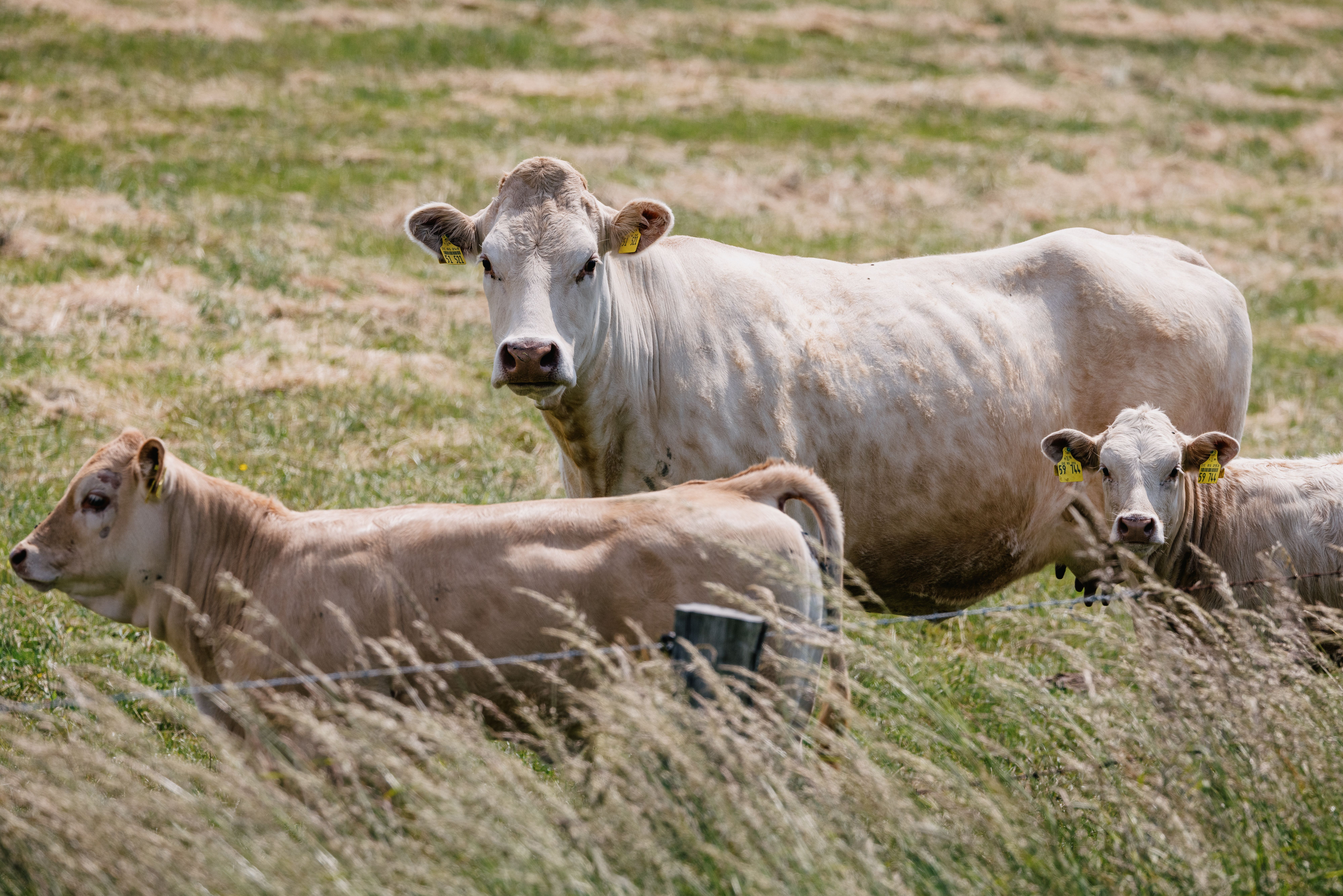 Mutterkuh-Herde in den Reußenkögen