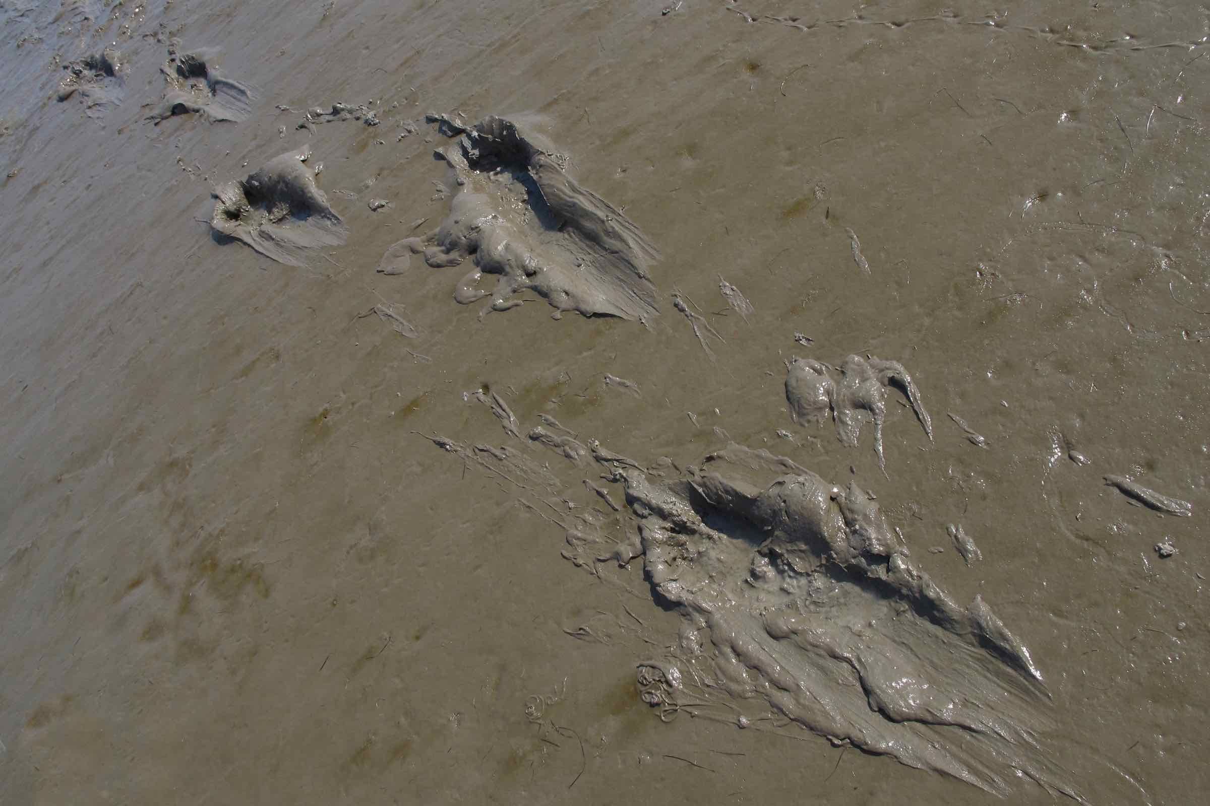 Entdecken Sie mit uns gemeinsam im Schlickwatt, welche Muscheln, Krebse und anderen Tiere im Sand und Schlick leben und wie sie sich dem Wechsel von Ebbe und Flut angepasst haben.