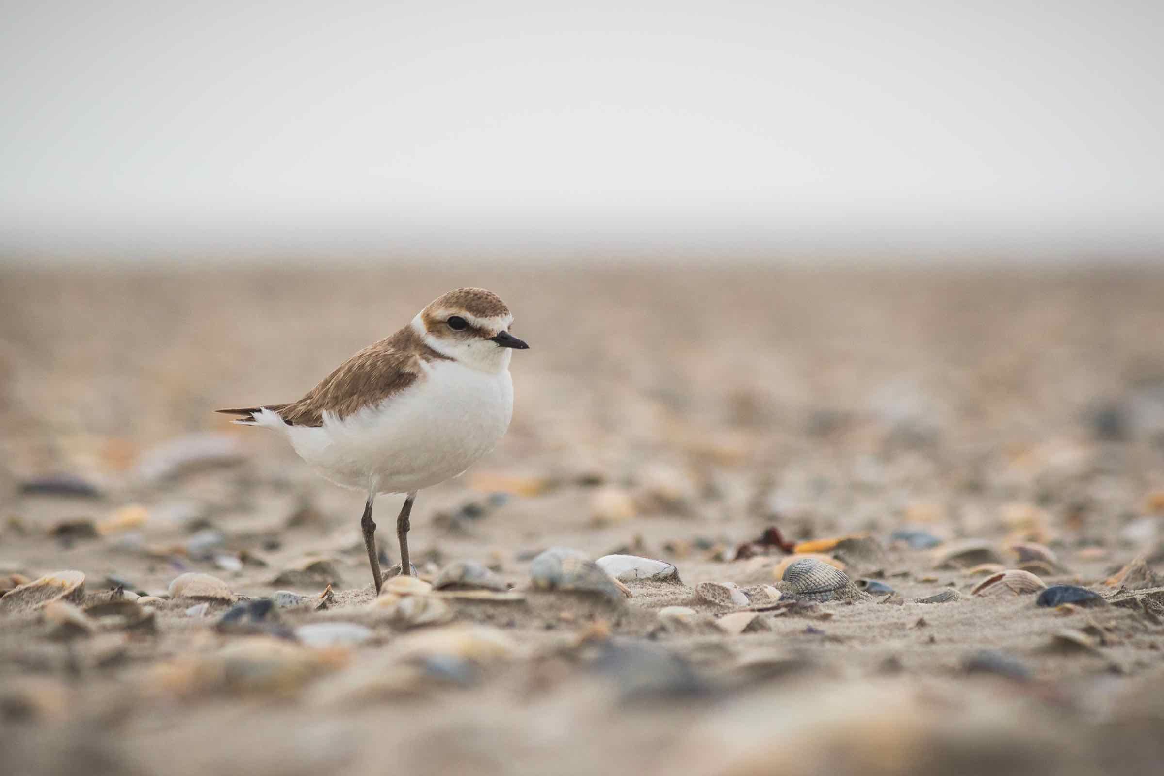 Kennen Sie Säbelschnäbler oder Knutt? Der Beltringharder Koog ist ein Hotspot für viele Vögel. Beobachten Sie mit uns die hier vorkommenden Arten und erfahren Sie dabei spannende Infos über die Vogelwelt.