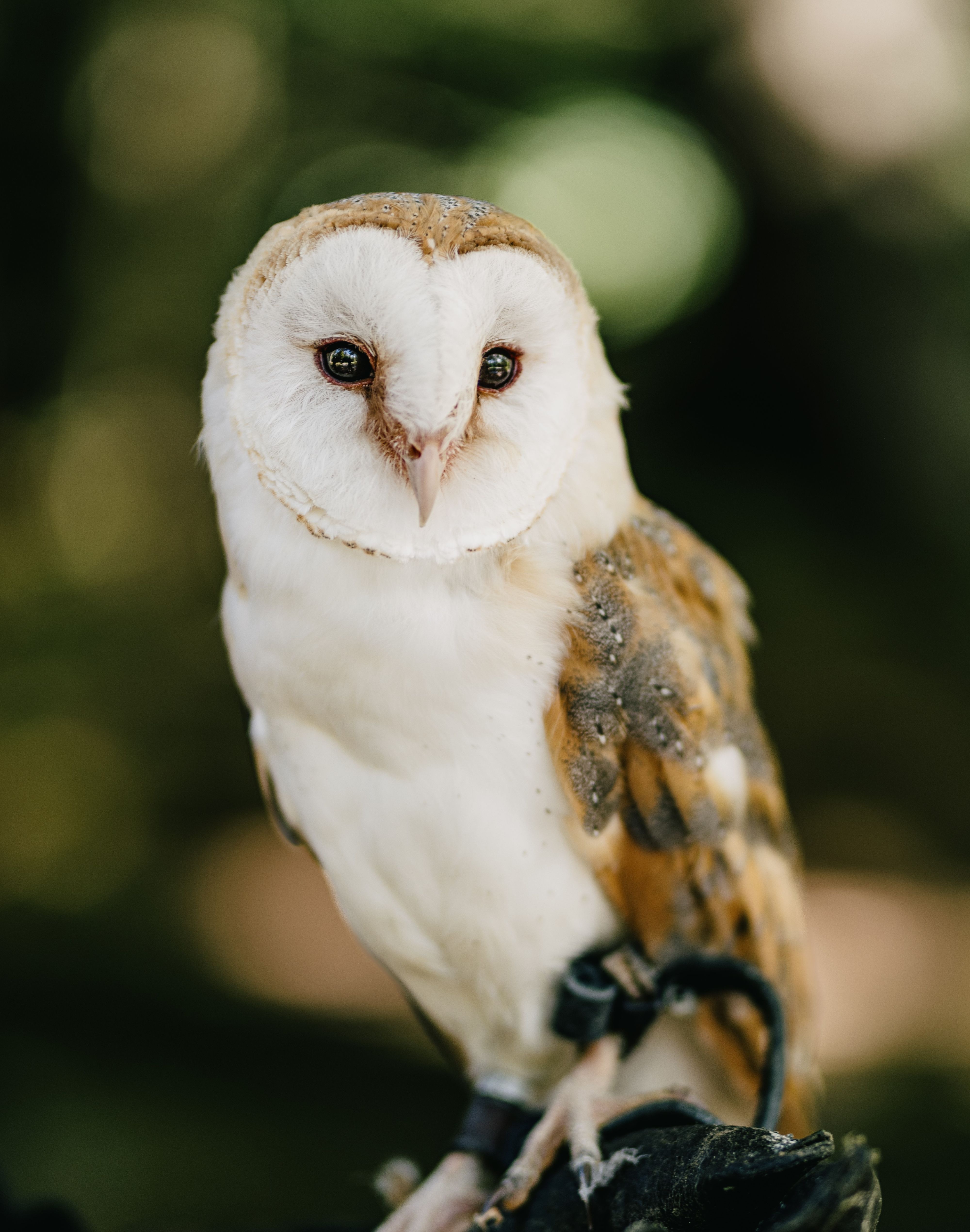 Eulen und weitere Greifvögel währned einer Führung in der Falknerei Nordfriesland entdecken