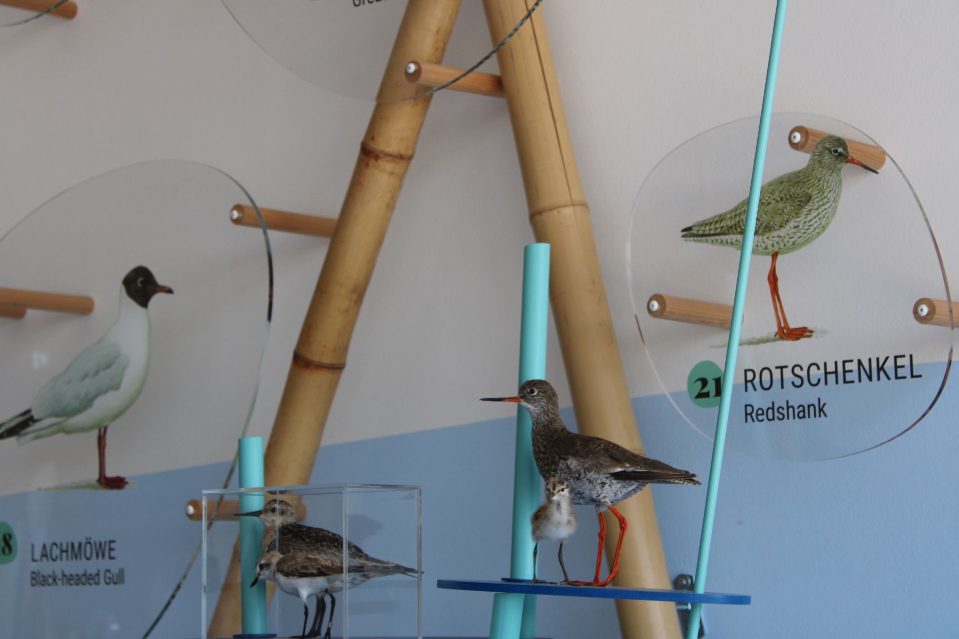 Dank unserer neuen Ausstellung in der Integrierten Station
Westküste erfahren Sie auch bei Regenwetter viel Wissenswertes über die Vögel im Nationalpark.