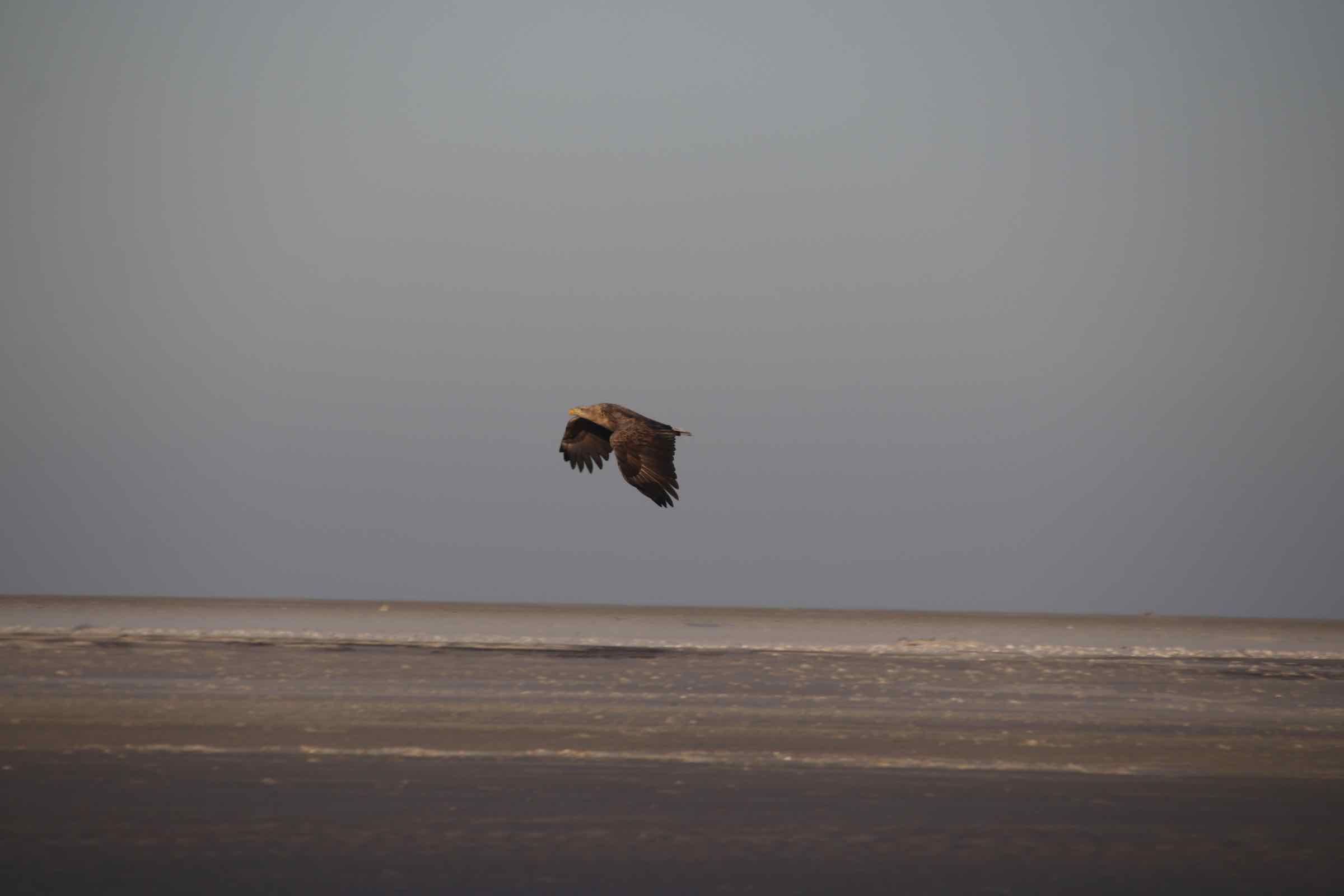 Die Wattwanderung von Hallig Hooge zum Japsand an den Rand des Wattenmeeres ist ein besonderes Erlebnis. Sand so weit das Auge reicht und ein Spülsaum voller Muscheln und Schnecken erwarten uns dort.
