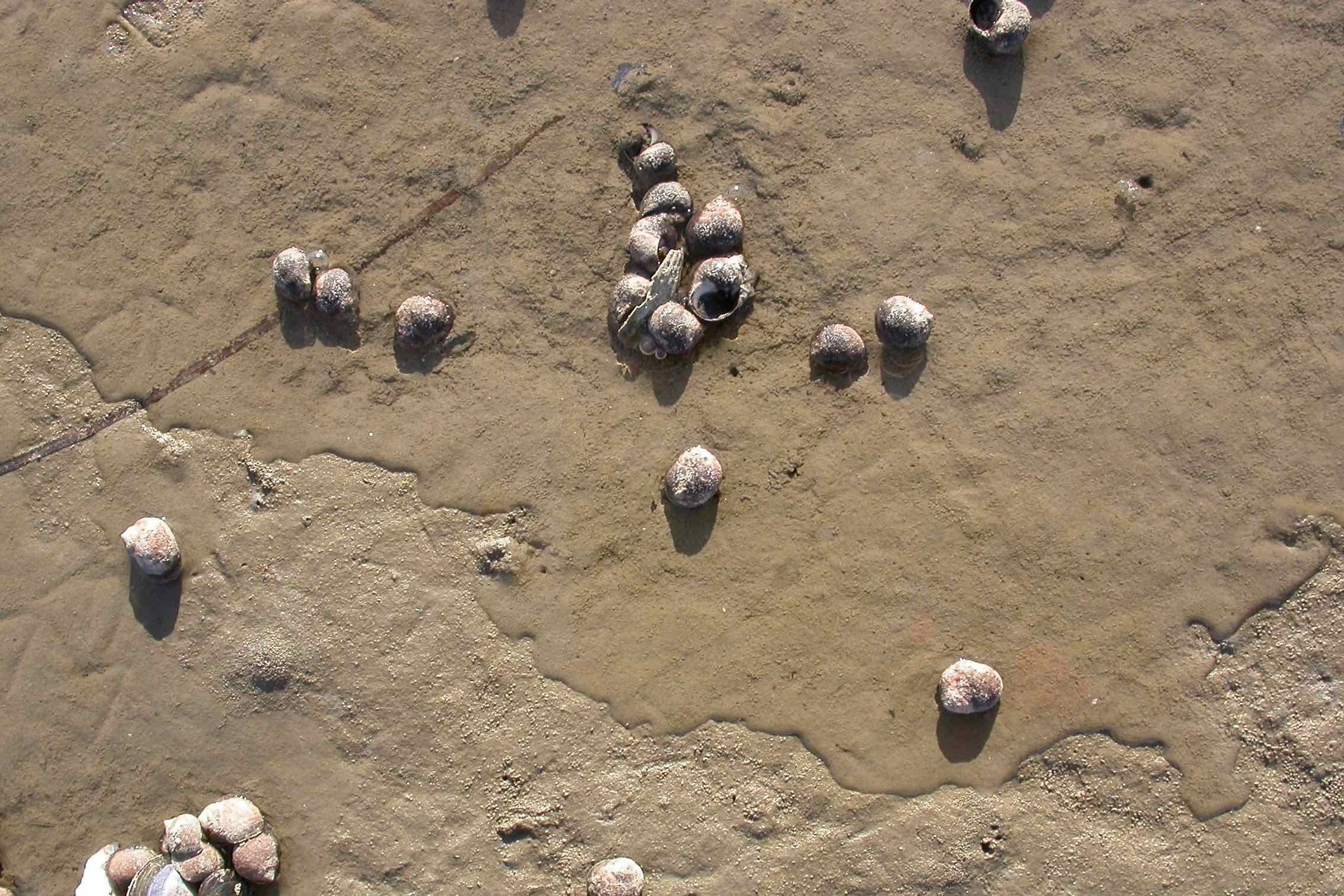 Das Meer spült allerhand an die Küste: Muscheln, Schnecken, Algen und Müll. In unserem Wattlabor entdecken wir die Vielfalt der Funde und schleifen einen Bernstein - das Gold der Nordsee.