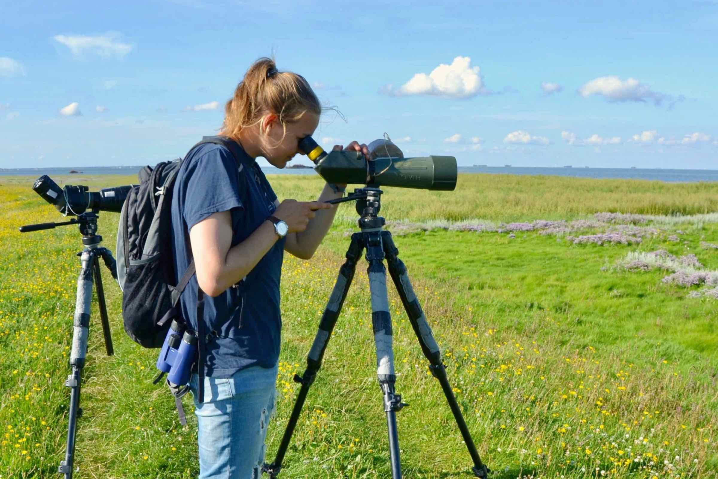 Mit Fernglas und Fernrohr beobachten wir zu Hochwasser rastende Watvögel im Beltringharder Koog, stellen ausgewählte Arten vor und erklären, warum das Wattenmeer für viele Vögel so wichtig ist.