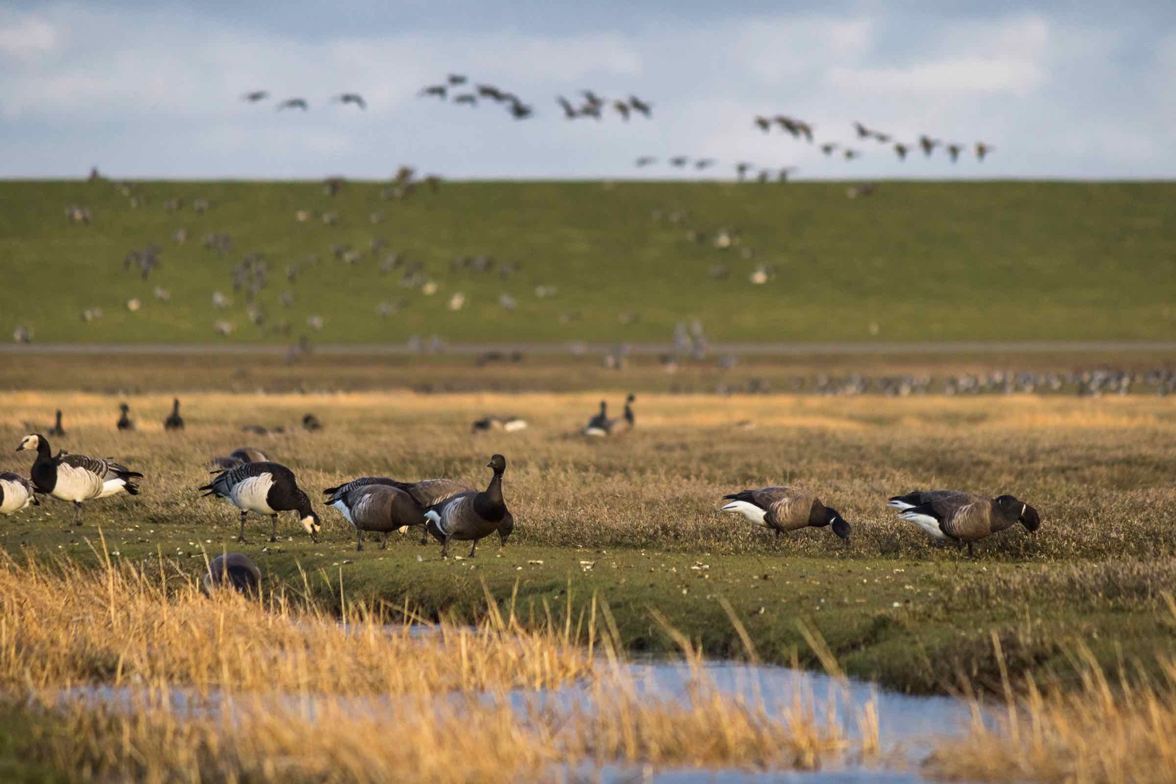 Kennen Sie Säbelschnäbler oder Knutt? Der Beltringharder Koog ist ein Hotspot für viele Vögel. Beobachten Sie mit uns die hier vorkommenden Arten und erfahren Sie dabei spannende Infos über die Vogelwelt.