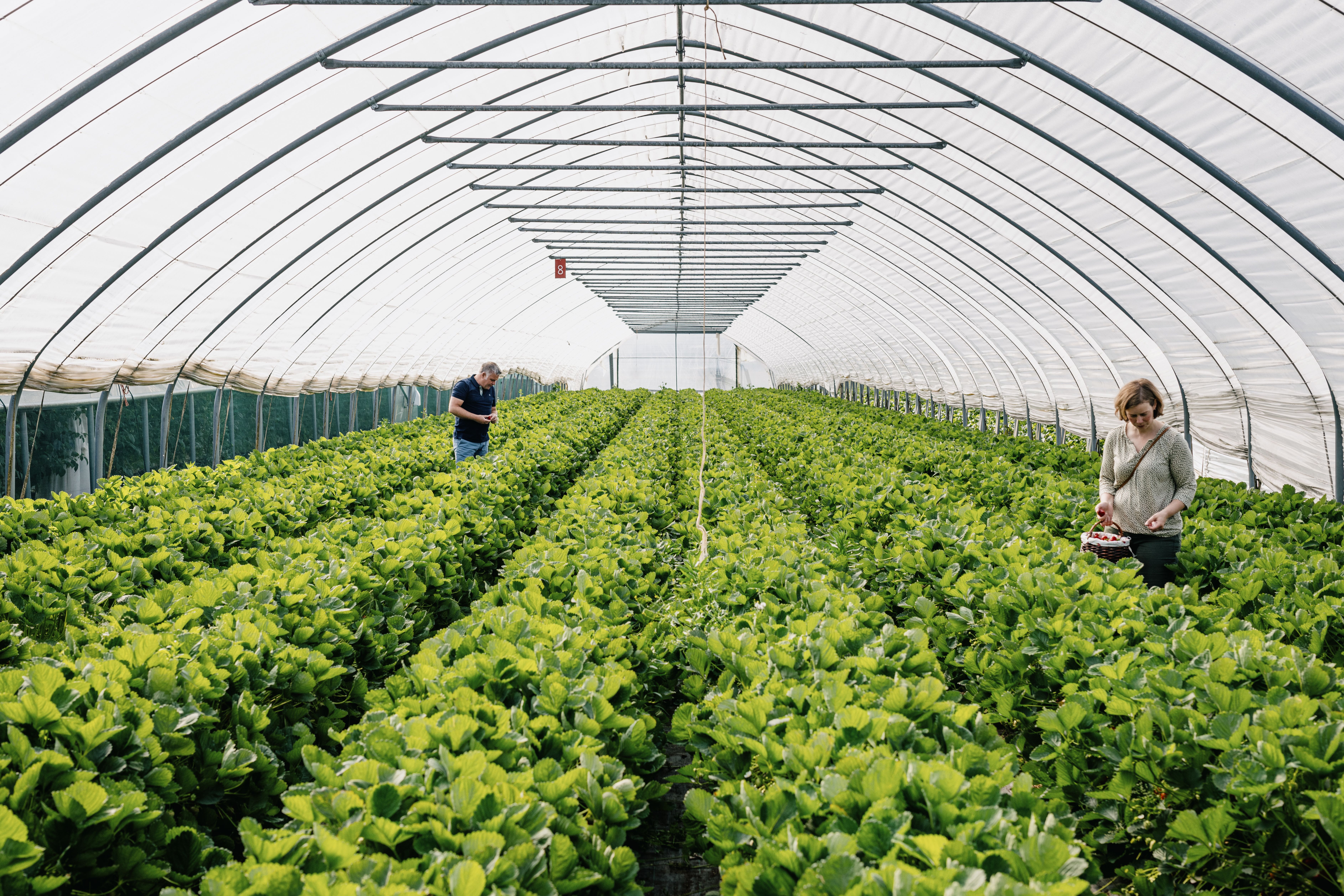 Im Sommer gibt es auf dem Hof Schmörholm die Möglichkeit zum Selbstpflücken von Erdbeeren und Himbeeren