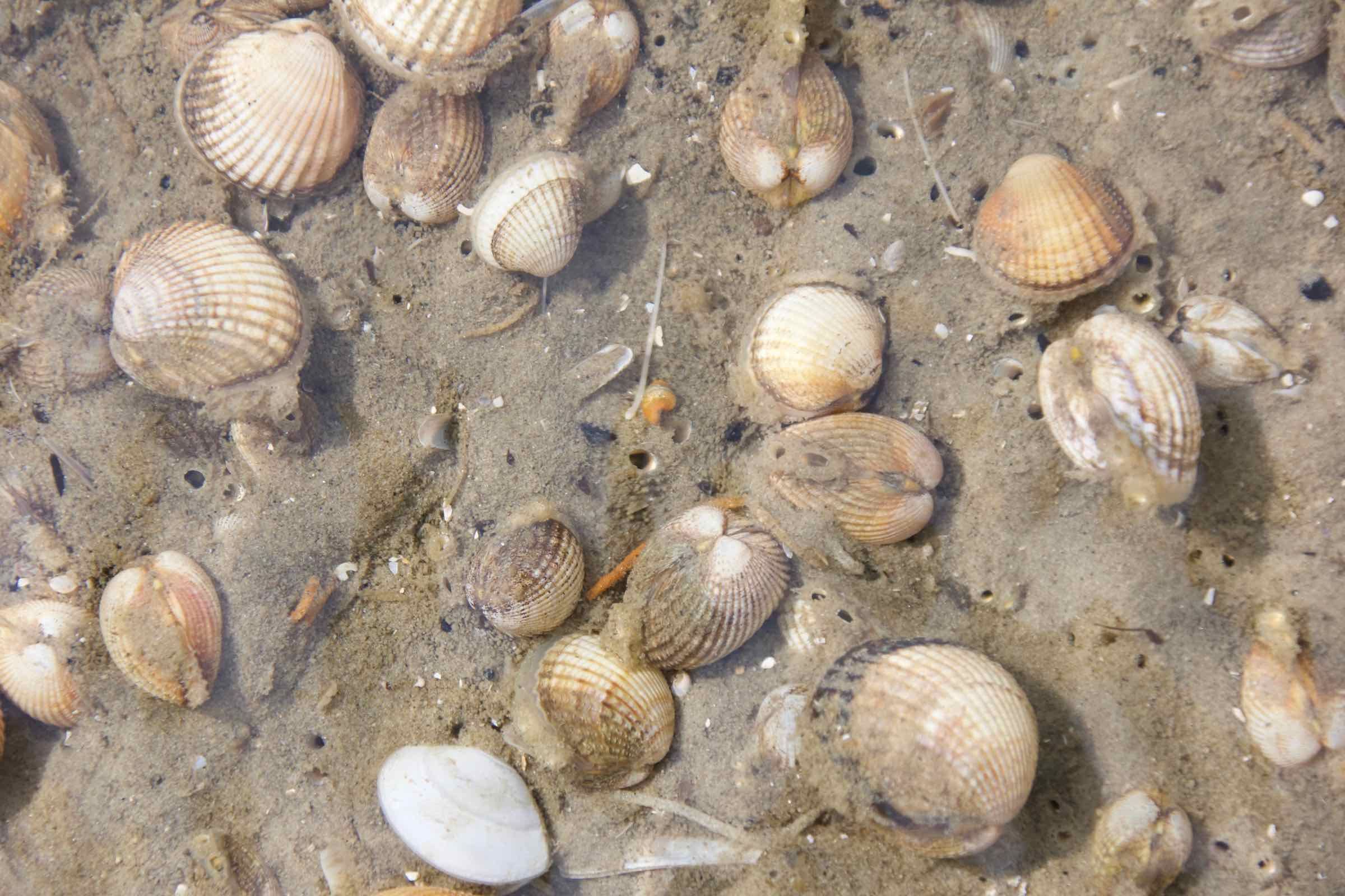 Herzmuscheln sind beeindruckende Tiere. Wusstet ihr, dass sie sich mit ihrem Grabefuß in wenigen Sekunden in den Sand buddeln können?