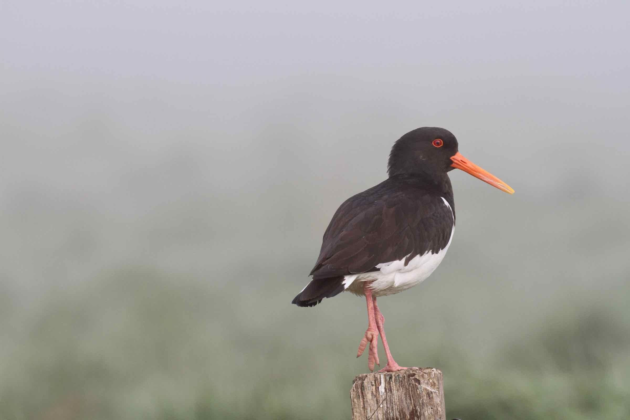 Der eindrucksvoll bebilderte Vortrag stellt die häufigsten Vogelarten der Hallig Langeneß vor, erklärt wie sie gezählt werden und warum das Wattenmeer eine so große Bedeutung für sie besitzt.