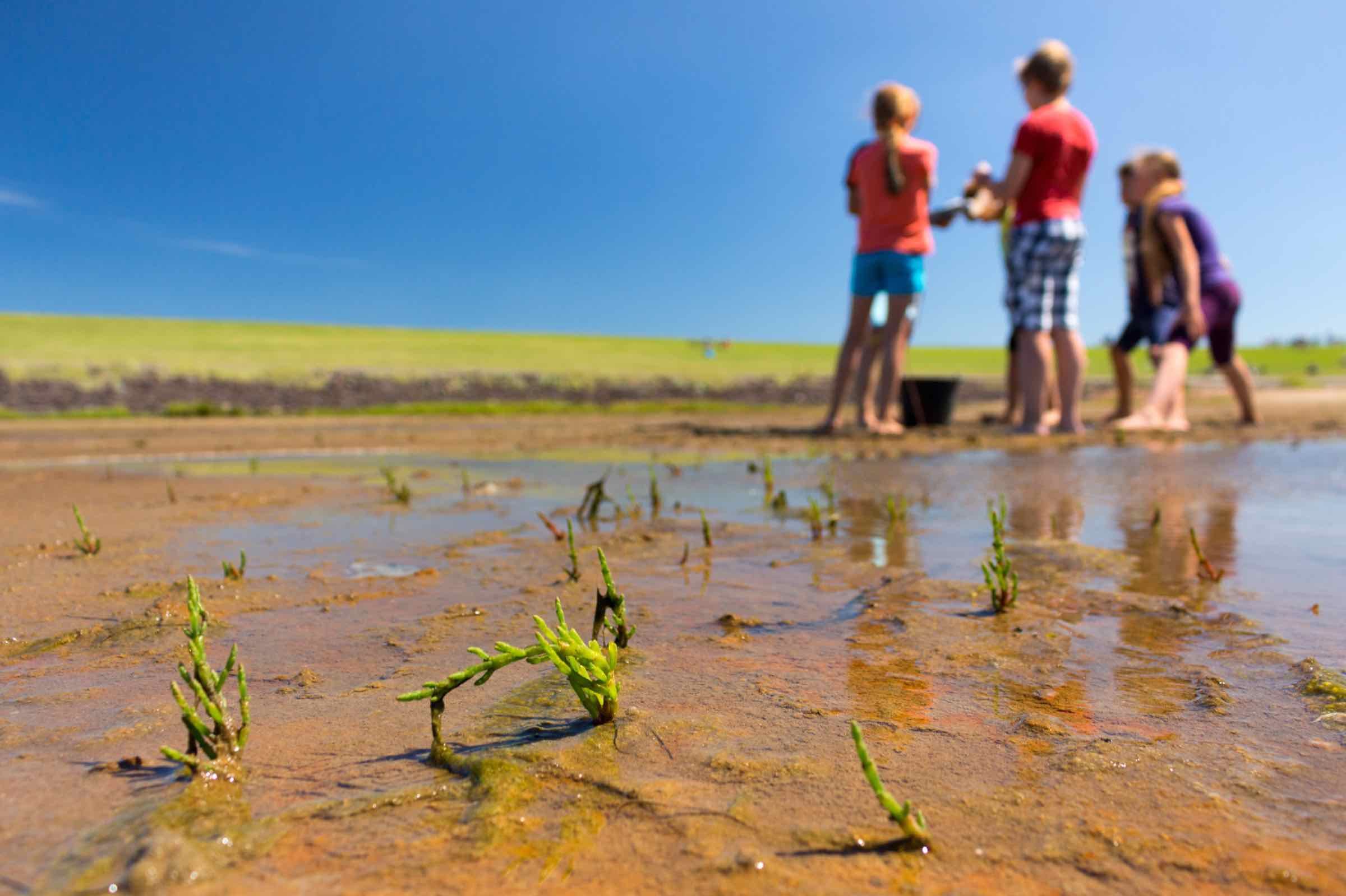 In dem ansprechend gestalteten Vortrag stellen wir den Lebensraum Salzwiese, die dort vorkommenden Pflanzen und weitere Bewohner vor.